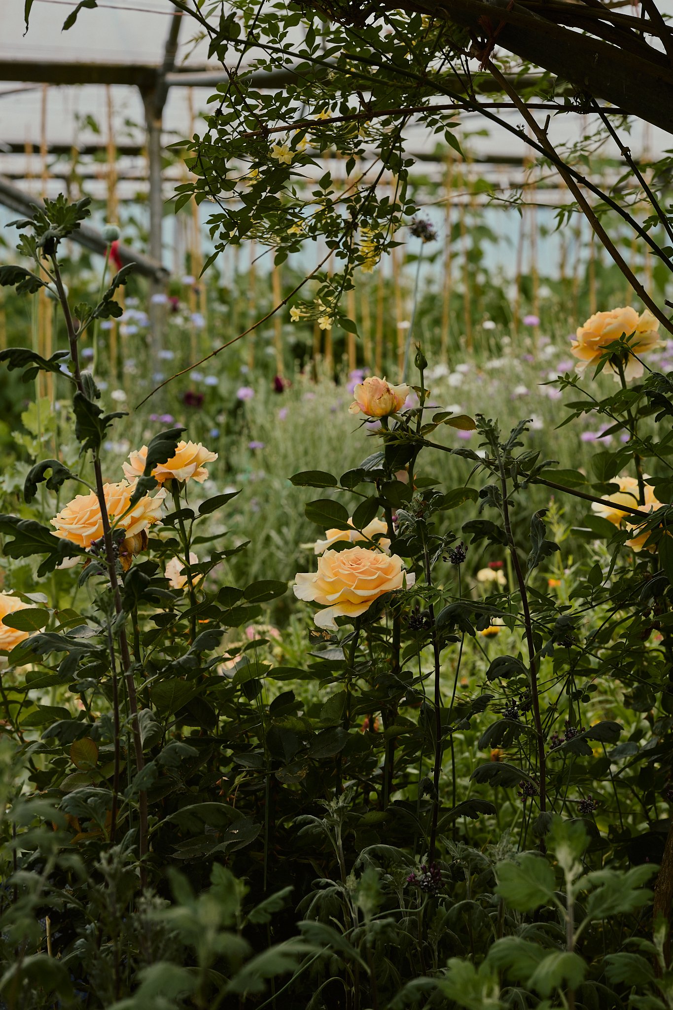 Spouse Tomnaha - Scottish Flower Grower's Collective 51.jpg