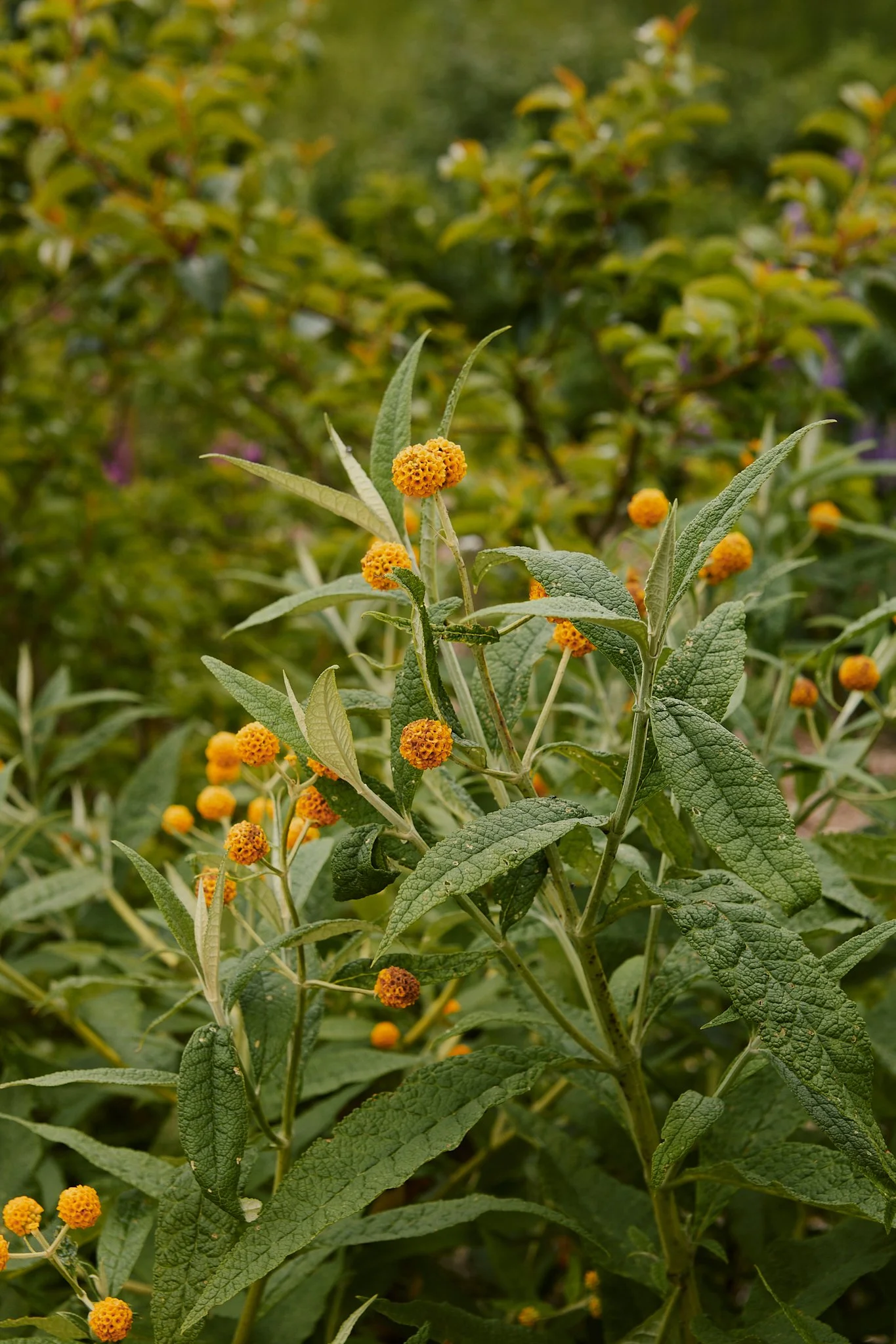 Spouse Burnside Croft - Scottish Flower Grower's Collective 27.jpg