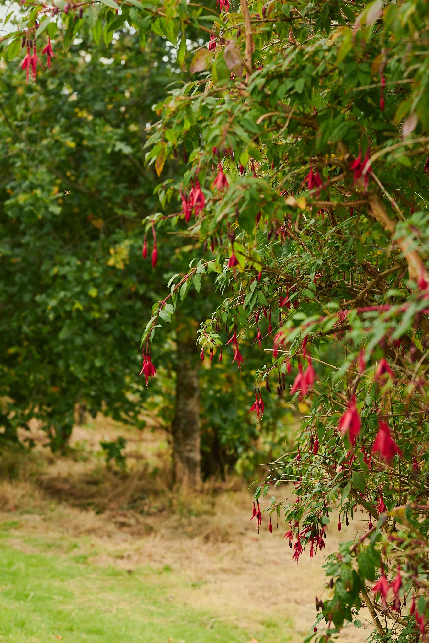 Spouse Rosebery Estate - Scottish Flower Grower Collective 186.jpg