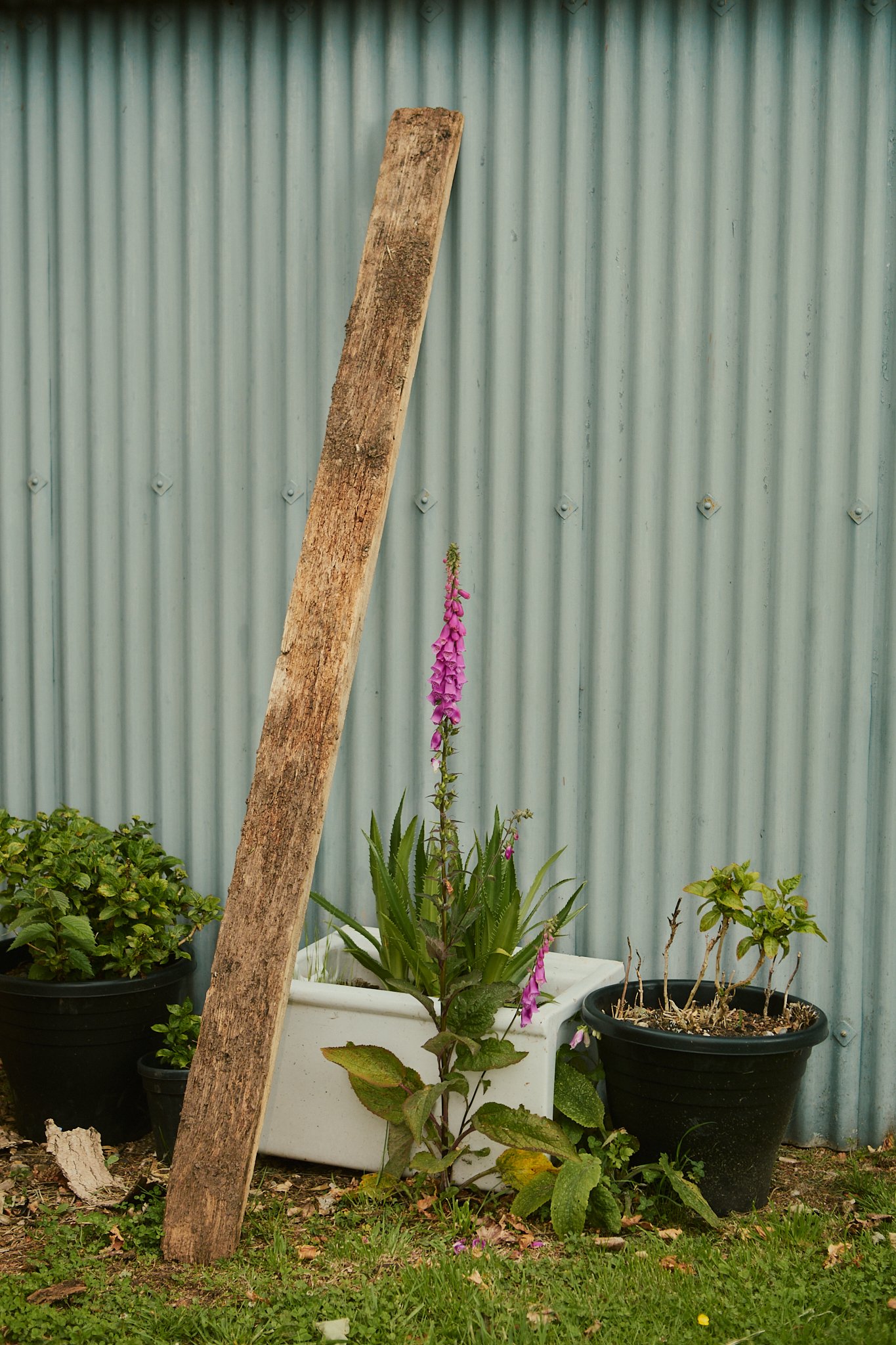 Spouse Burnside Croft - Scottish Flower Grower's Collective 1.jpg