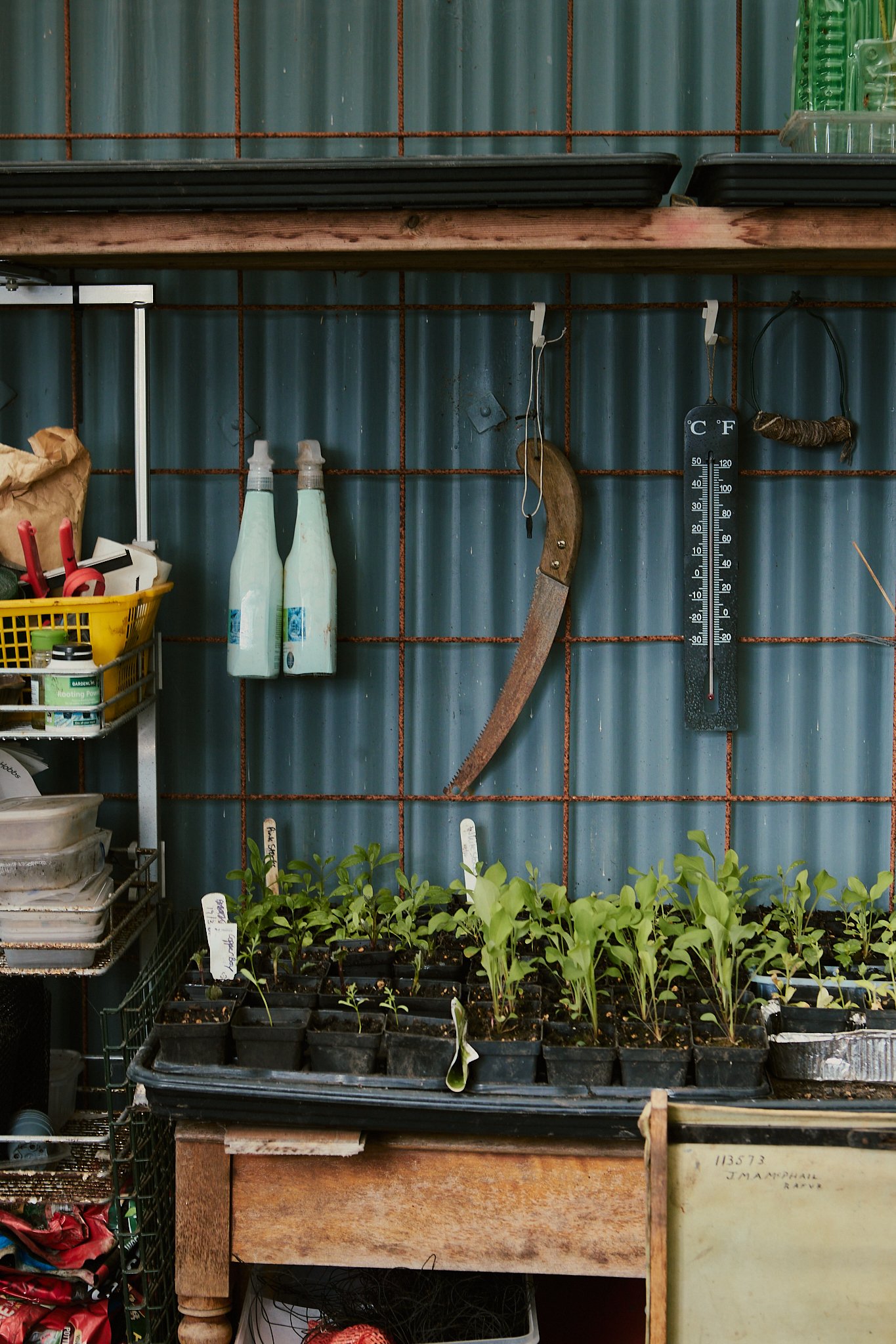 Spouse Burnside Croft - Scottish Flower Grower's Collective 33.jpg