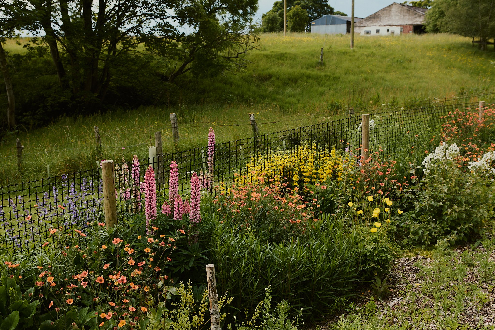 Spouse Burnside Croft - Scottish Flower Grower's Collective 26.jpg