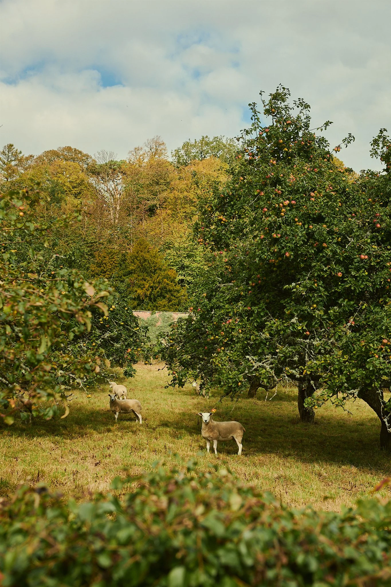 Spouse Rosebery Estate - Scottish Flower Grower Collective 136.jpg