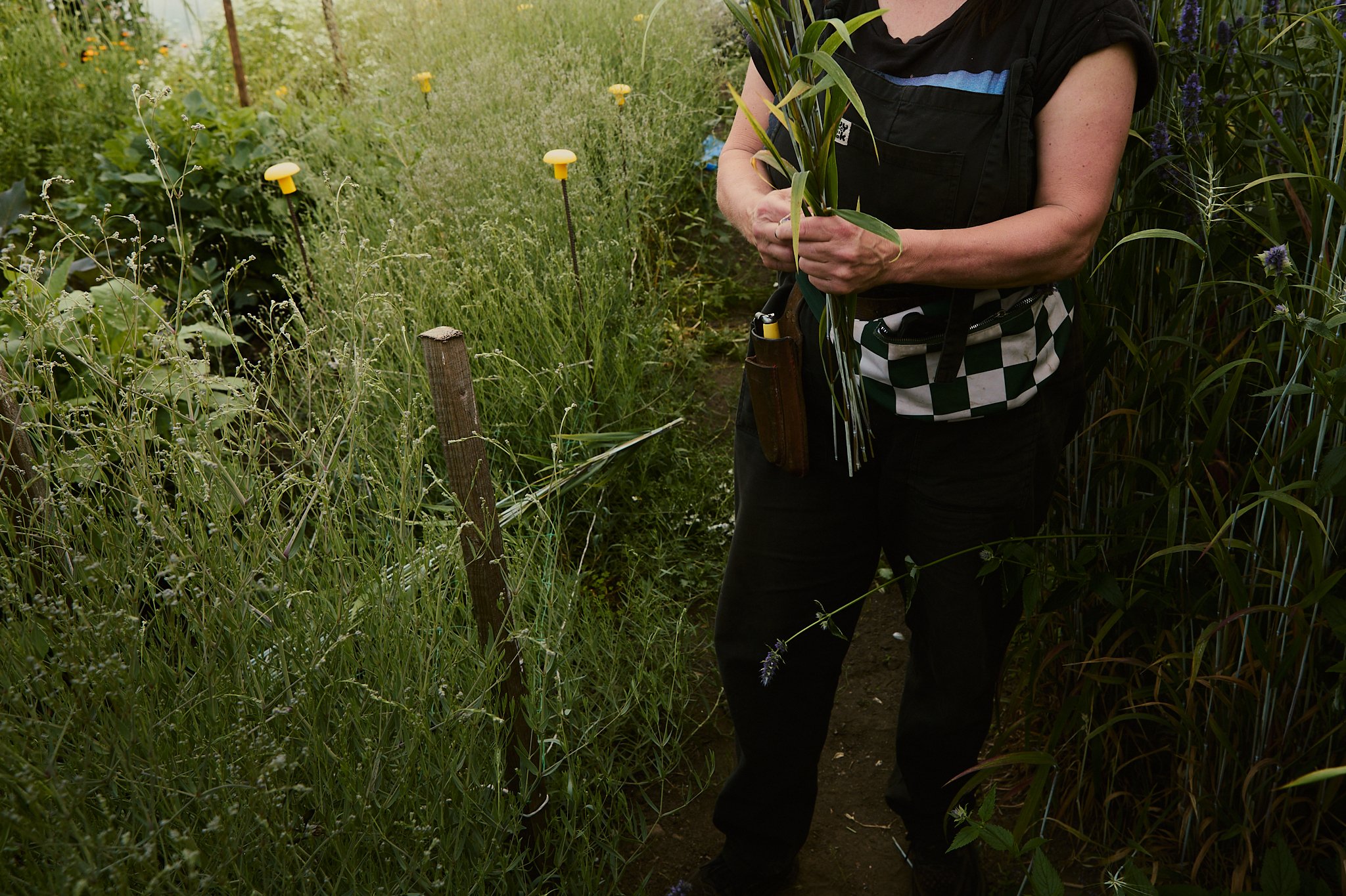 Spouse Tomnaha - Scottish Flower Grower's Collective 40.jpg