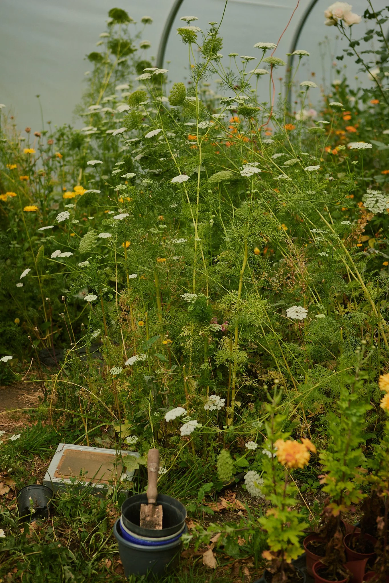 Spouse East Lothian Flower Farm - Scottish Flower Grower's Collective 31.jpg