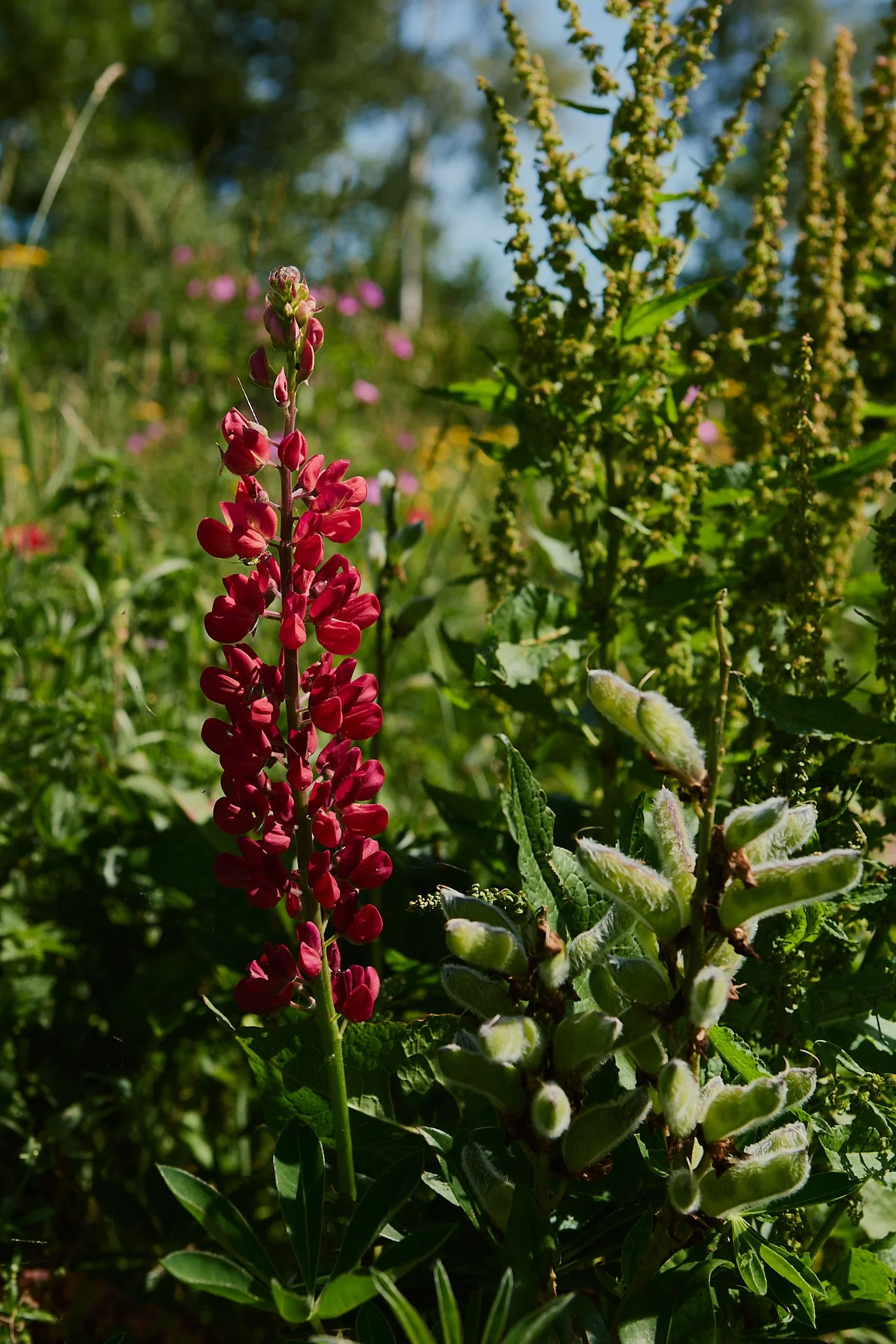 Spouse Mill Pond Flower Farm - Scottish Flower Grower's Collective 79.jpg