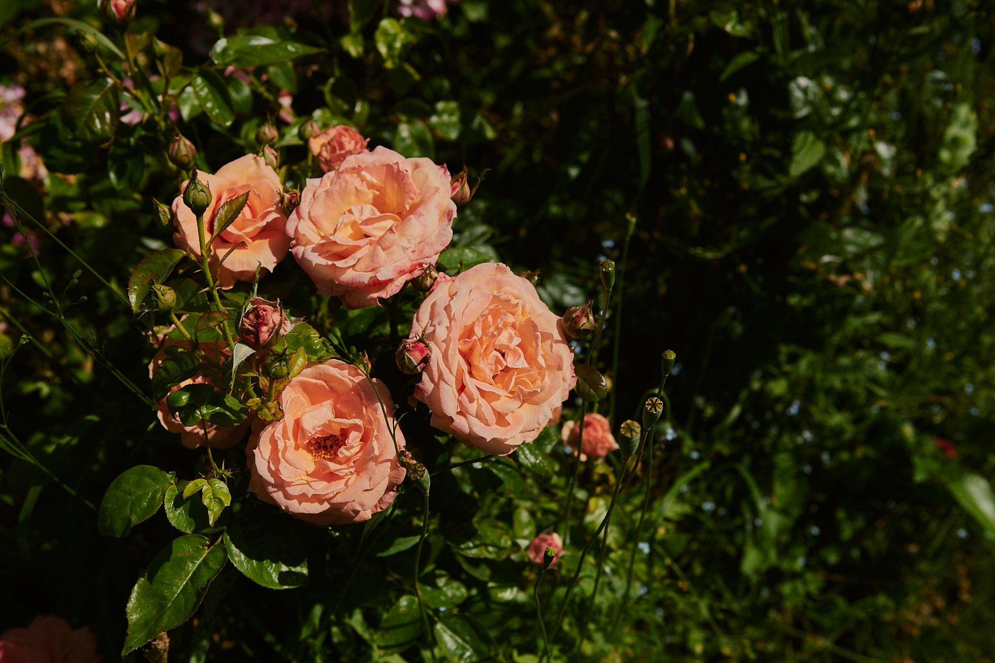 Spouse Mill Pond Flower Farm - Scottish Flower Grower's Collective 74.jpg