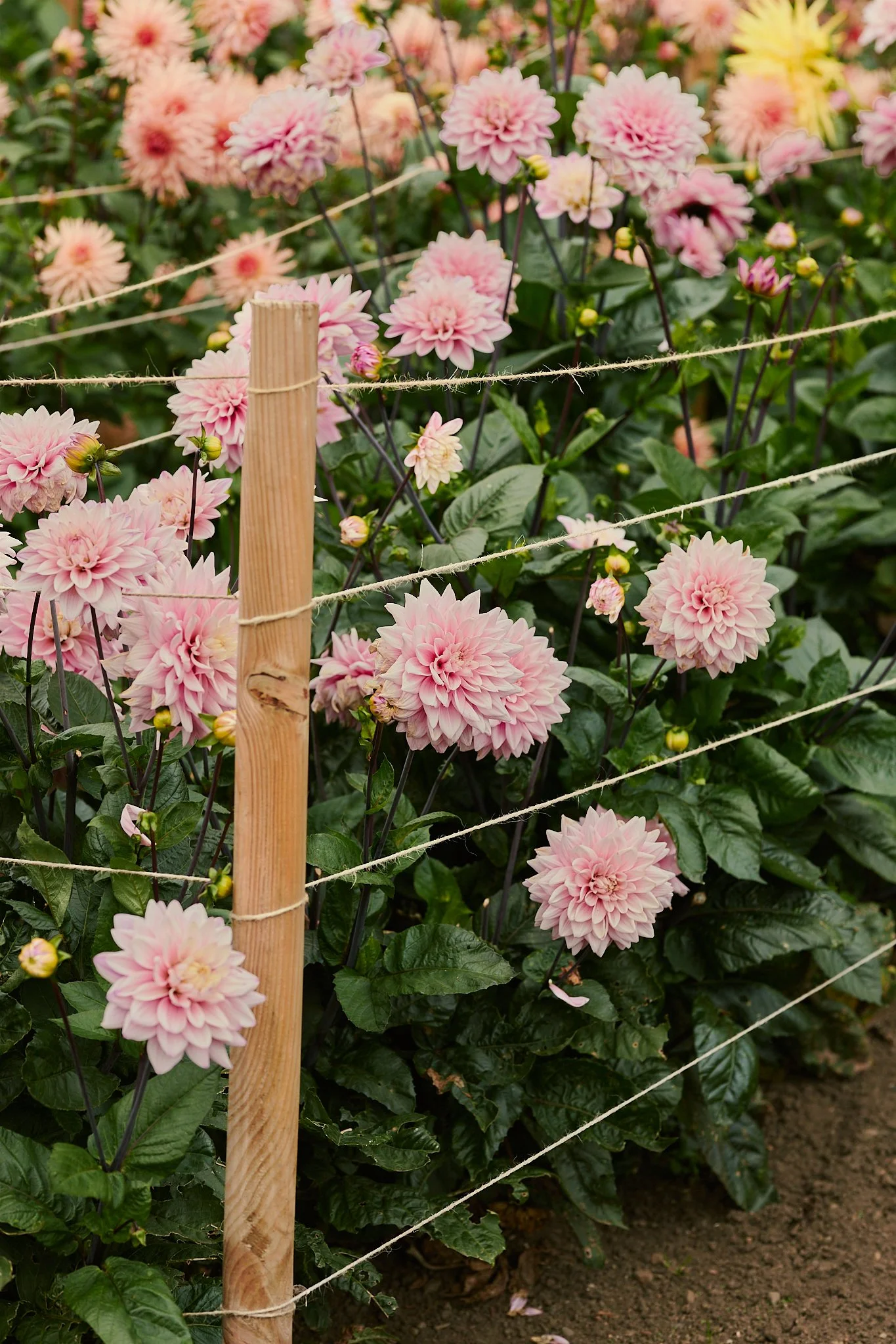 Spouse Rosebery Estate - Scottish Flower Grower Collective 193.jpg