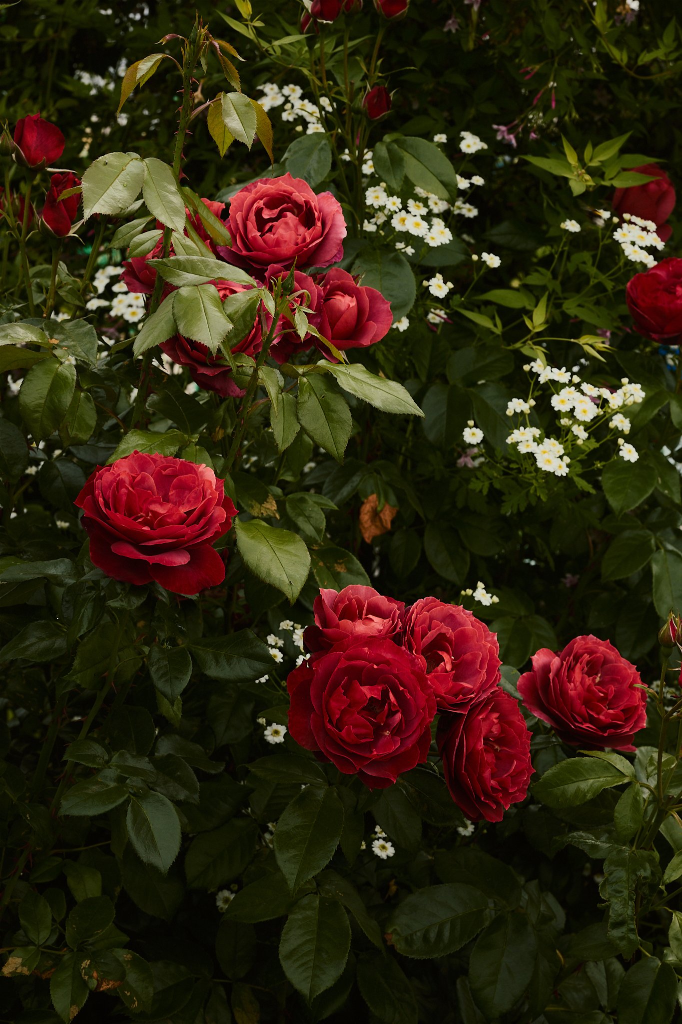 Spouse Tomnaha - Scottish Flower Grower's Collective 22.jpg