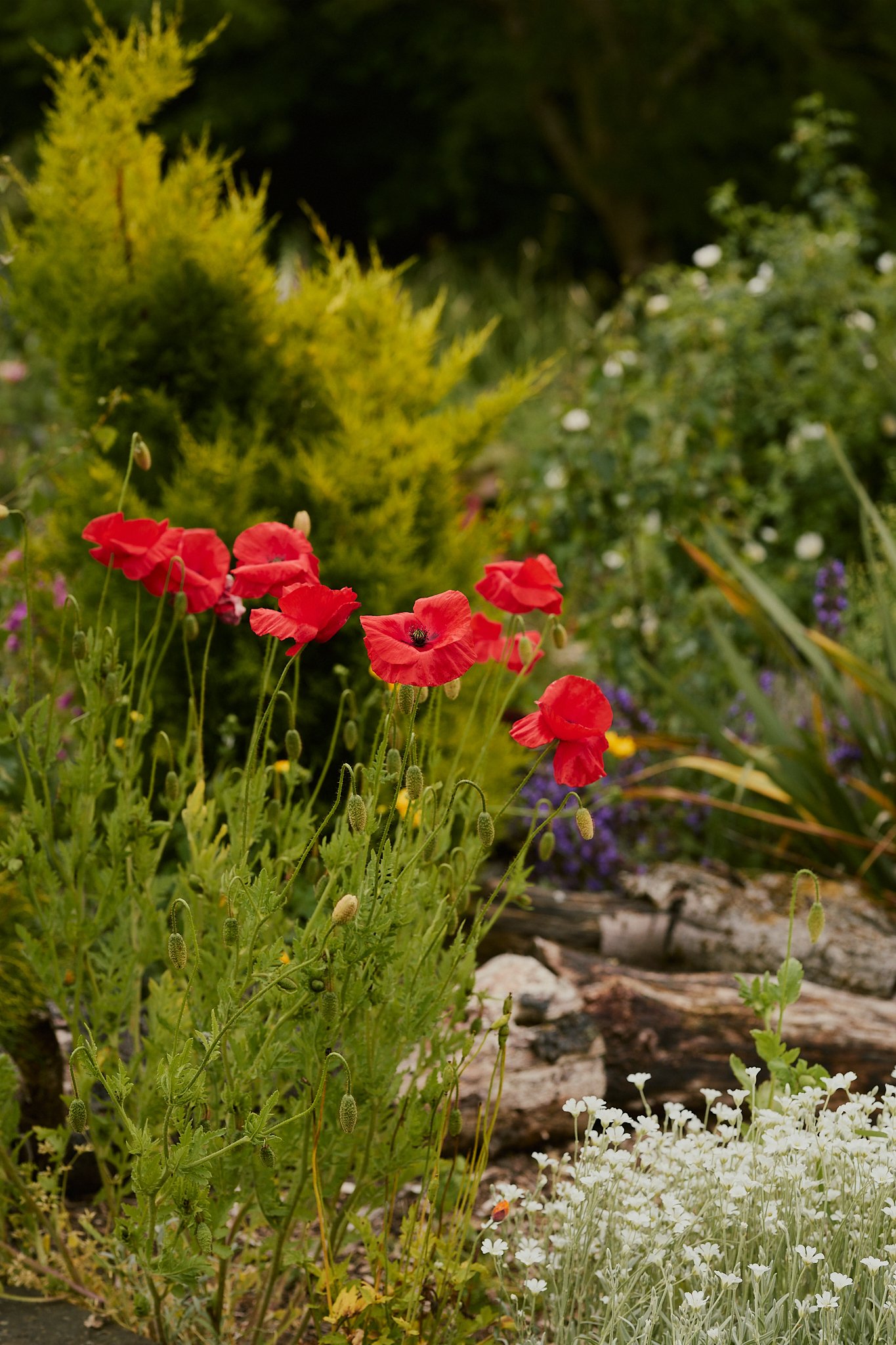 Spouse Burnside Croft - Scottish Flower Grower's Collective 41.jpg