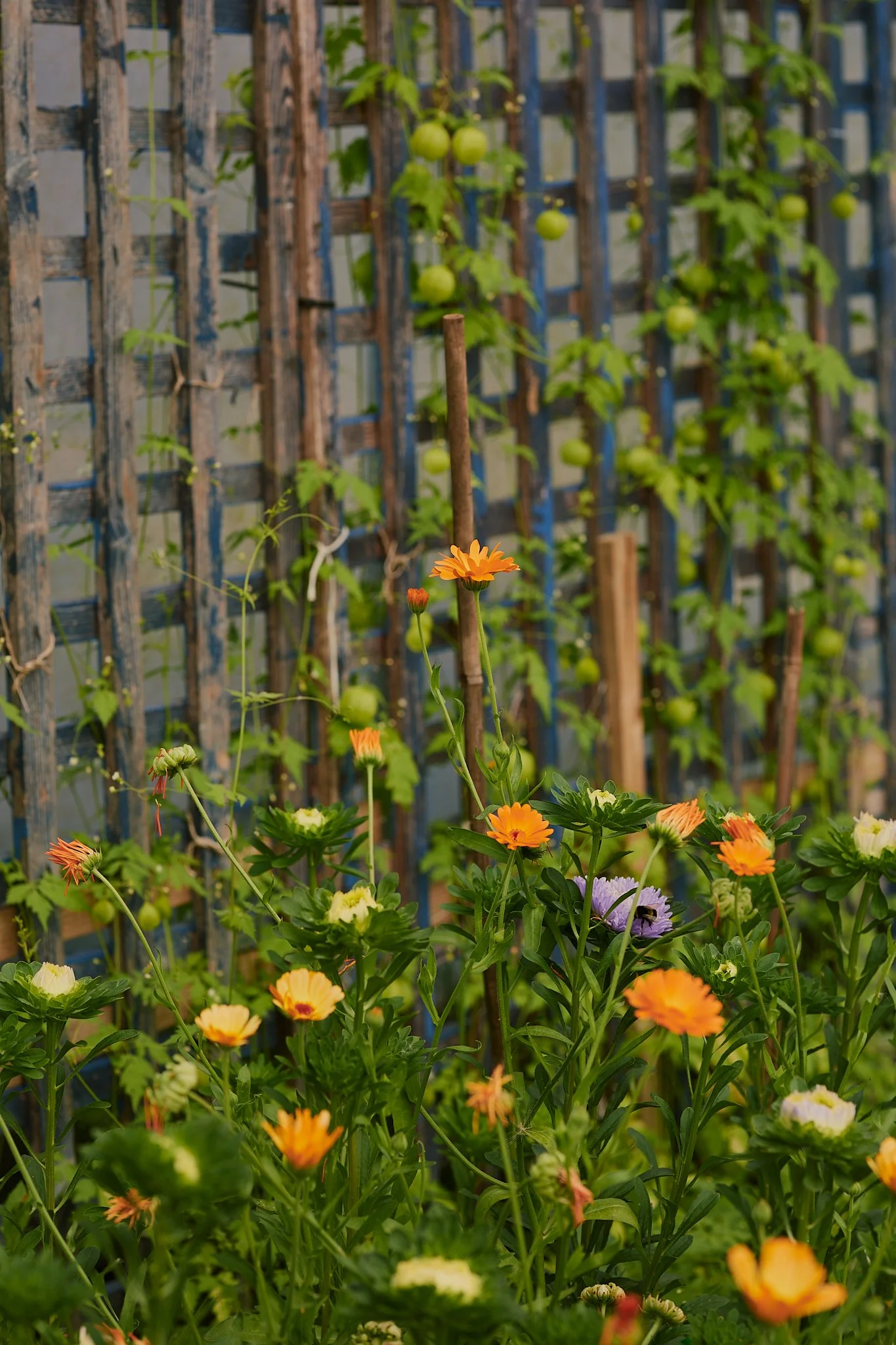 Spouse Pyrus - Scottish Flower Grower's Collective 102.jpg
