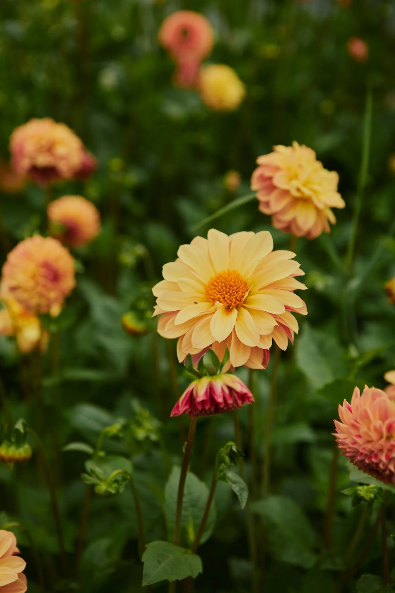 Spouse East Lothian Flower Farm - Scottish Flower Grower's Collective 24.jpg