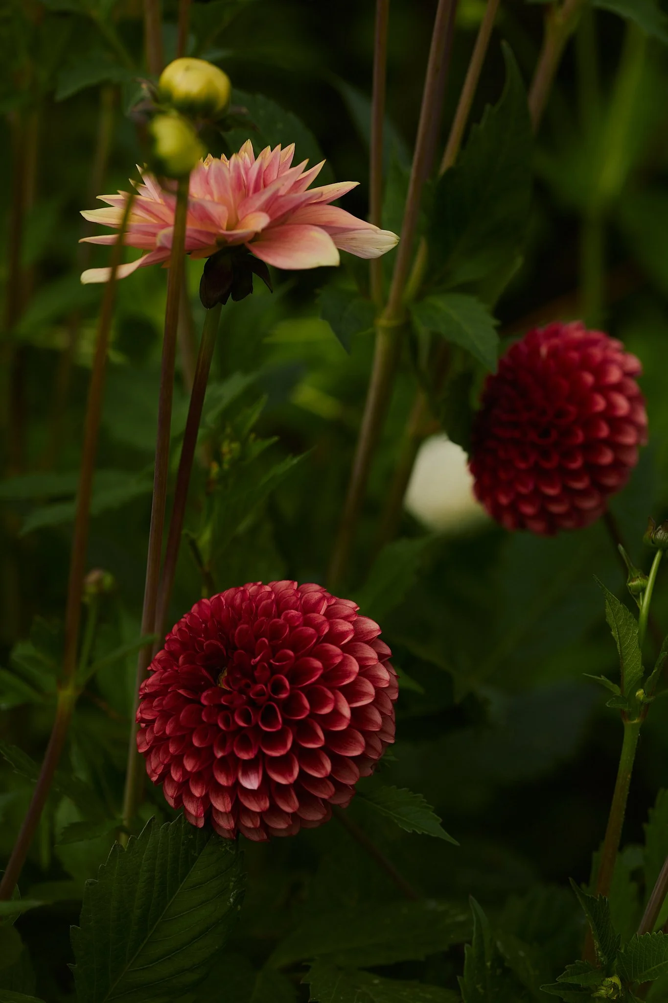 Spouse Pyrus - Scottish Flower Grower's Collective 107.jpg