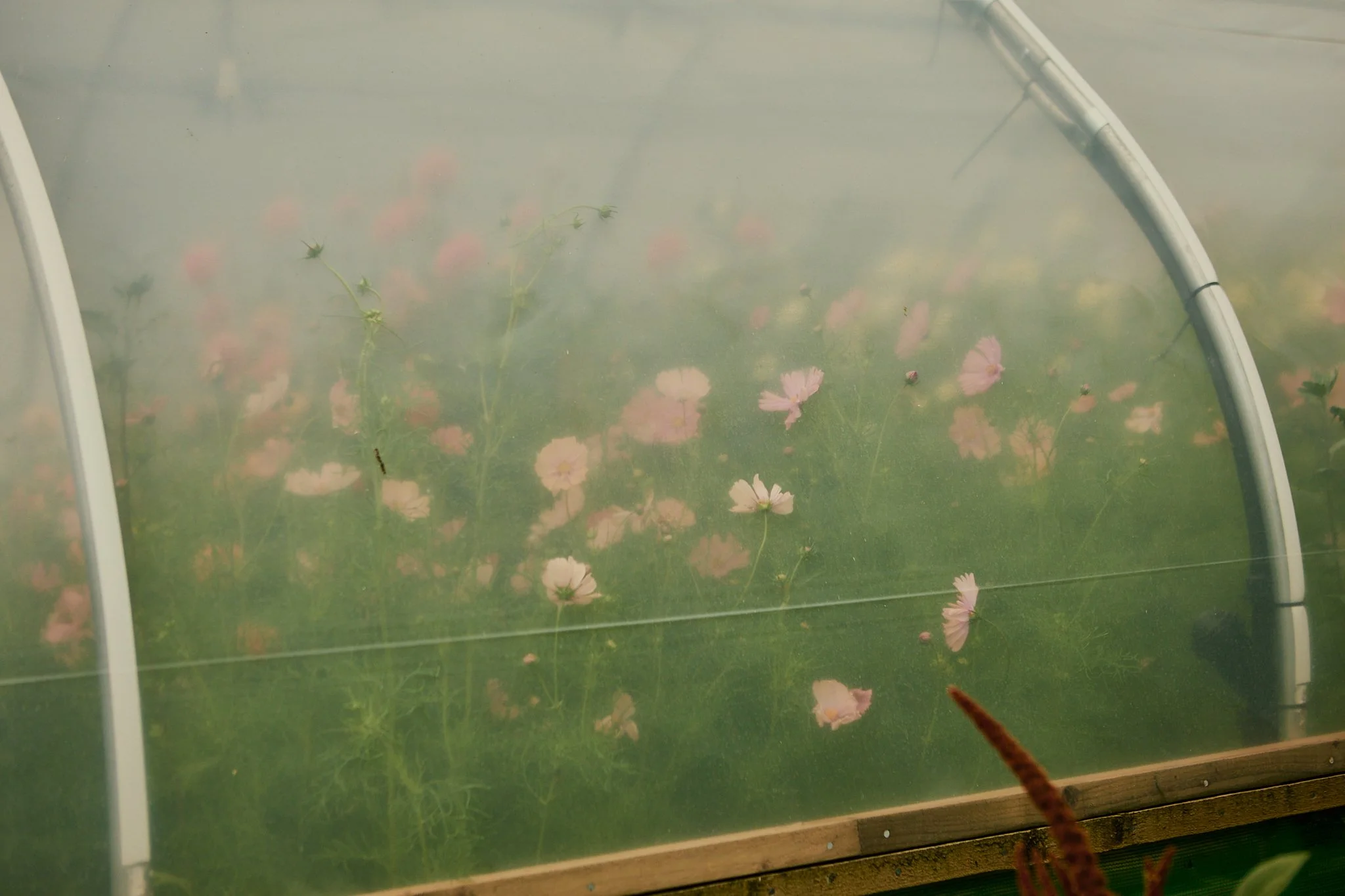 Spouse East Lothian Flower Farm - Scottish Flower Grower's Collective 30.jpg