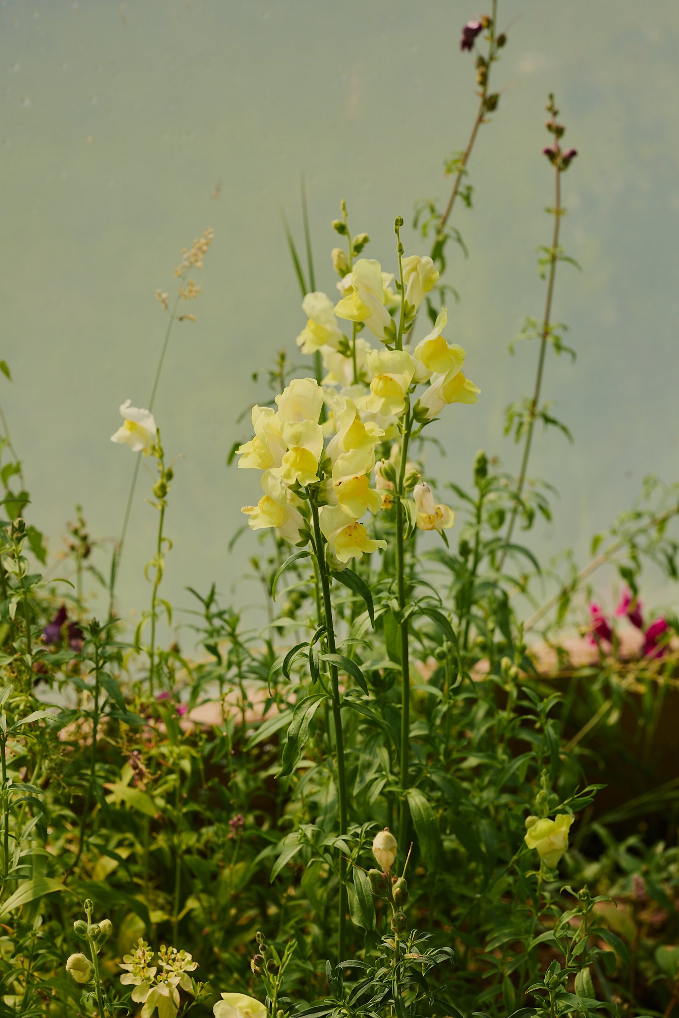 Spouse Mill Pond Flower Farm - Scottish Flower Grower's Collective 112.jpg