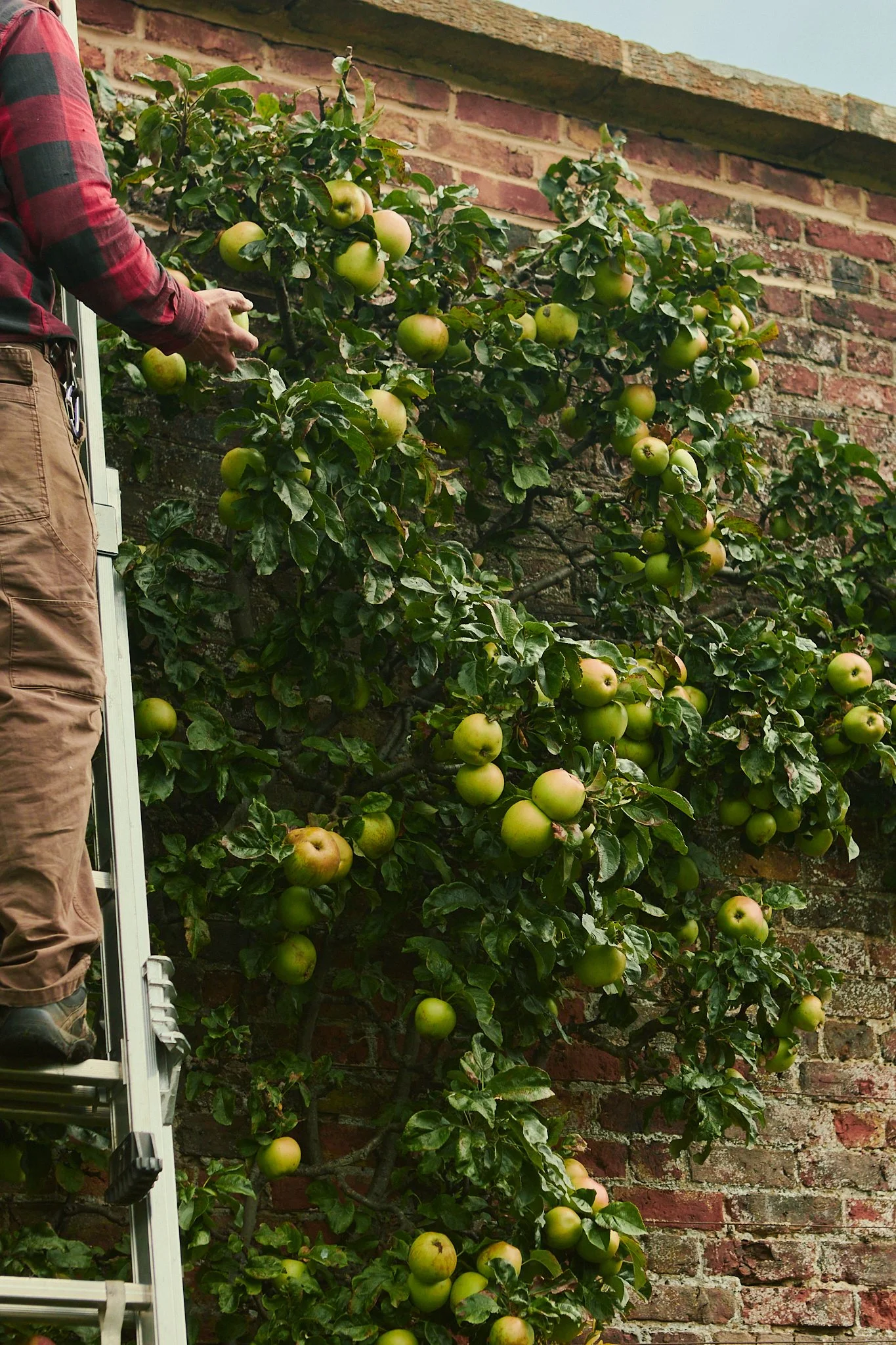 Spouse Rosebery Estate - Scottish Flower Grower Collective 157.jpg