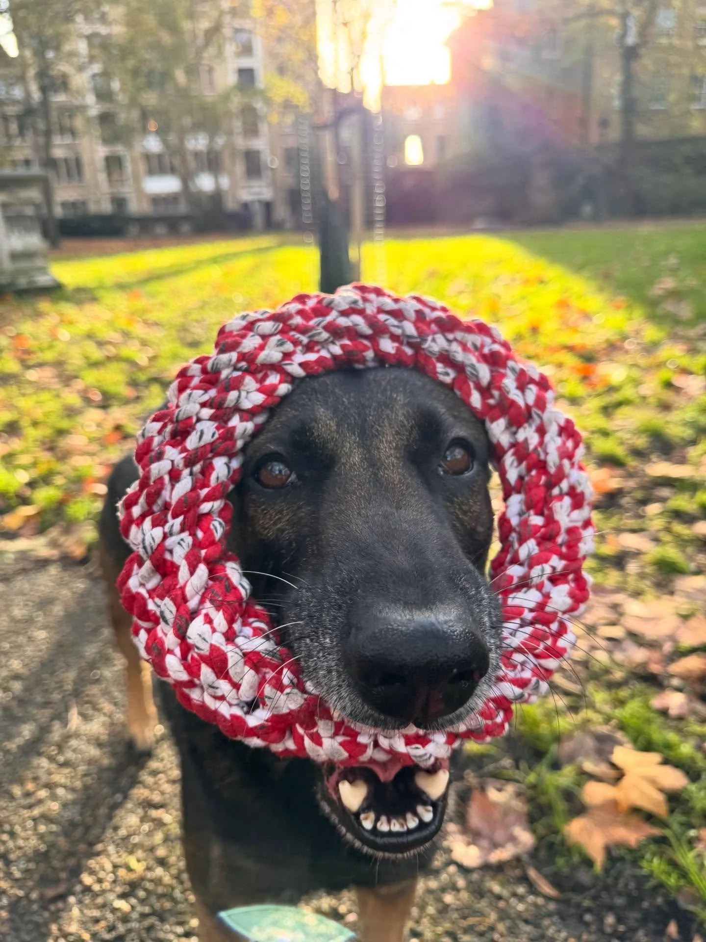 Tango would be most honoured if @weratedogs rated his attempts at being a Xmas garland. Thank you 🐶