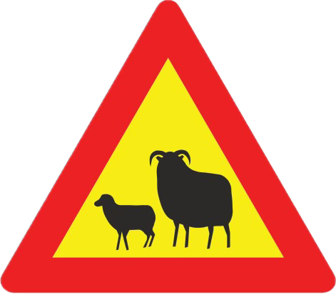 Sheep