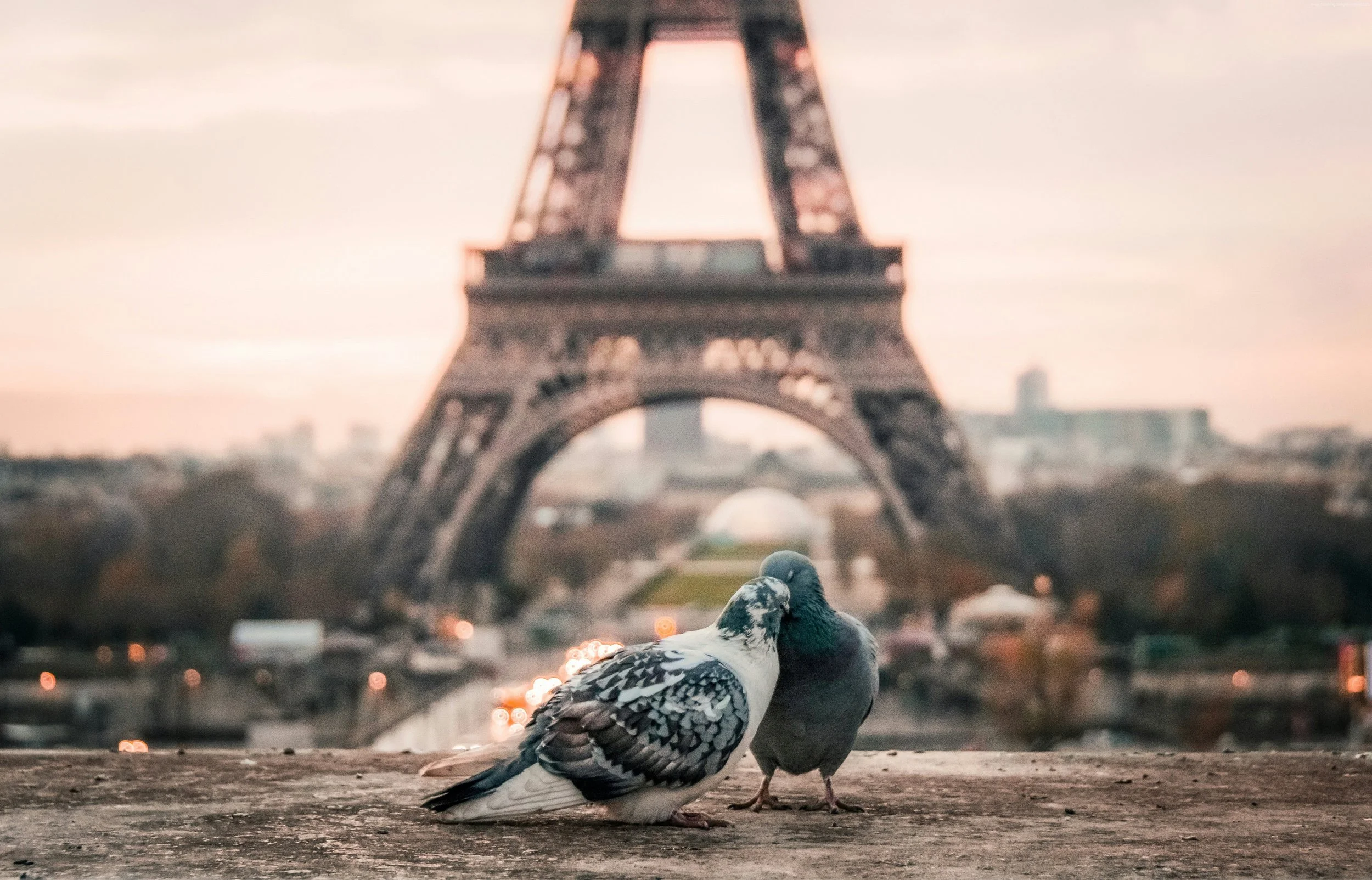 Two pigeons sharing a beak-to-beak kiss in front of the Eiffel Tower at sunset.