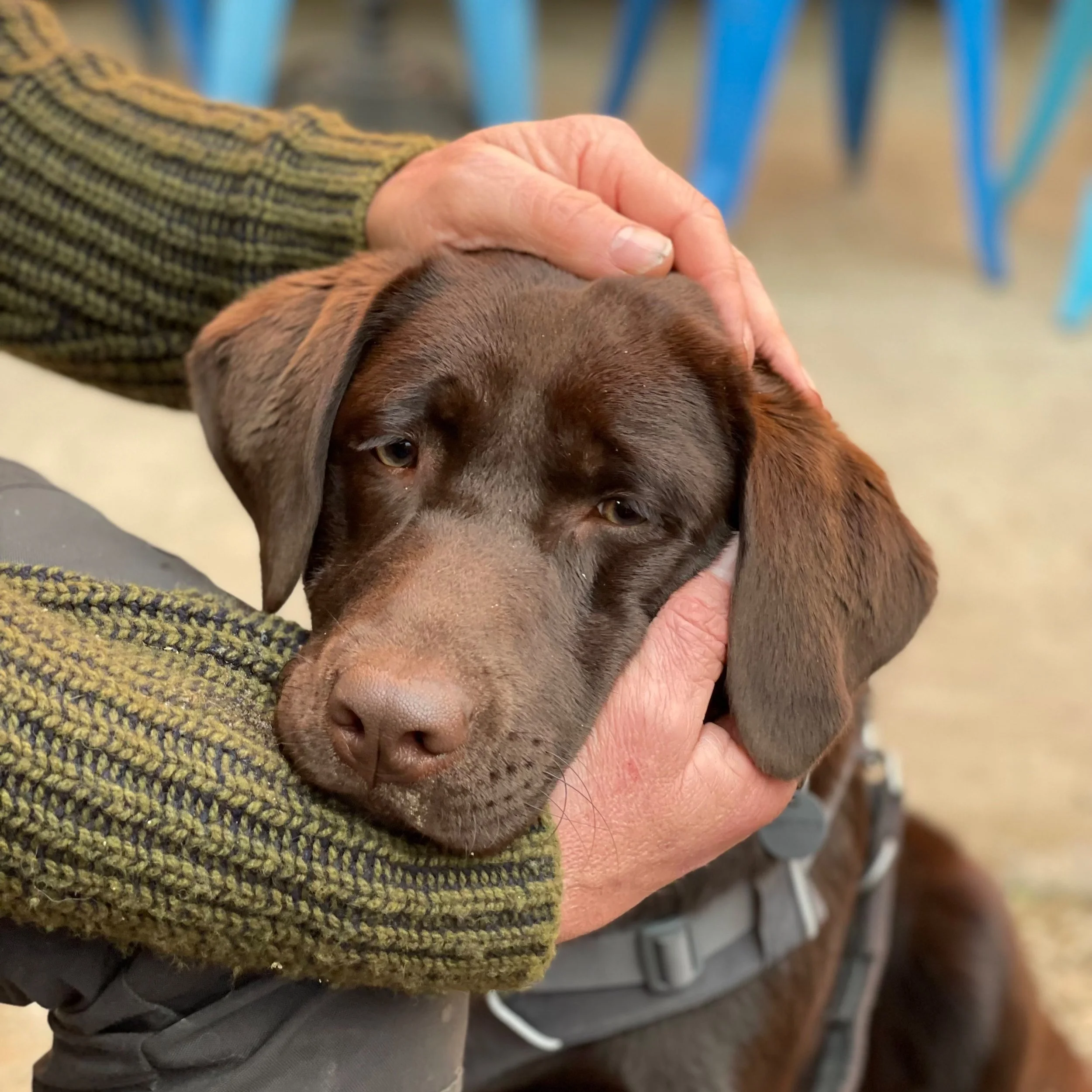 fear free puppy socialisation