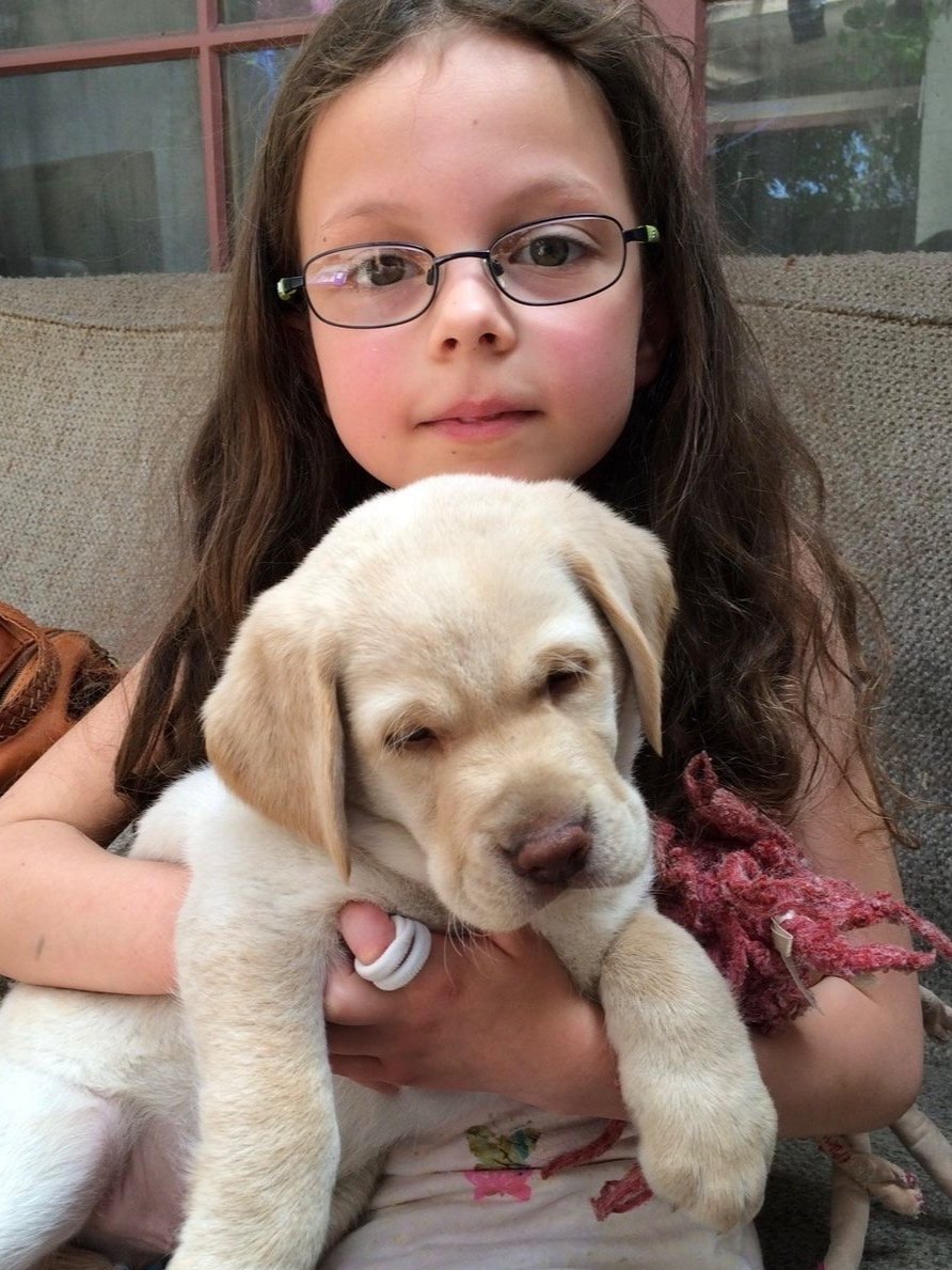 a young girl carrying a yellow Labrador puppy