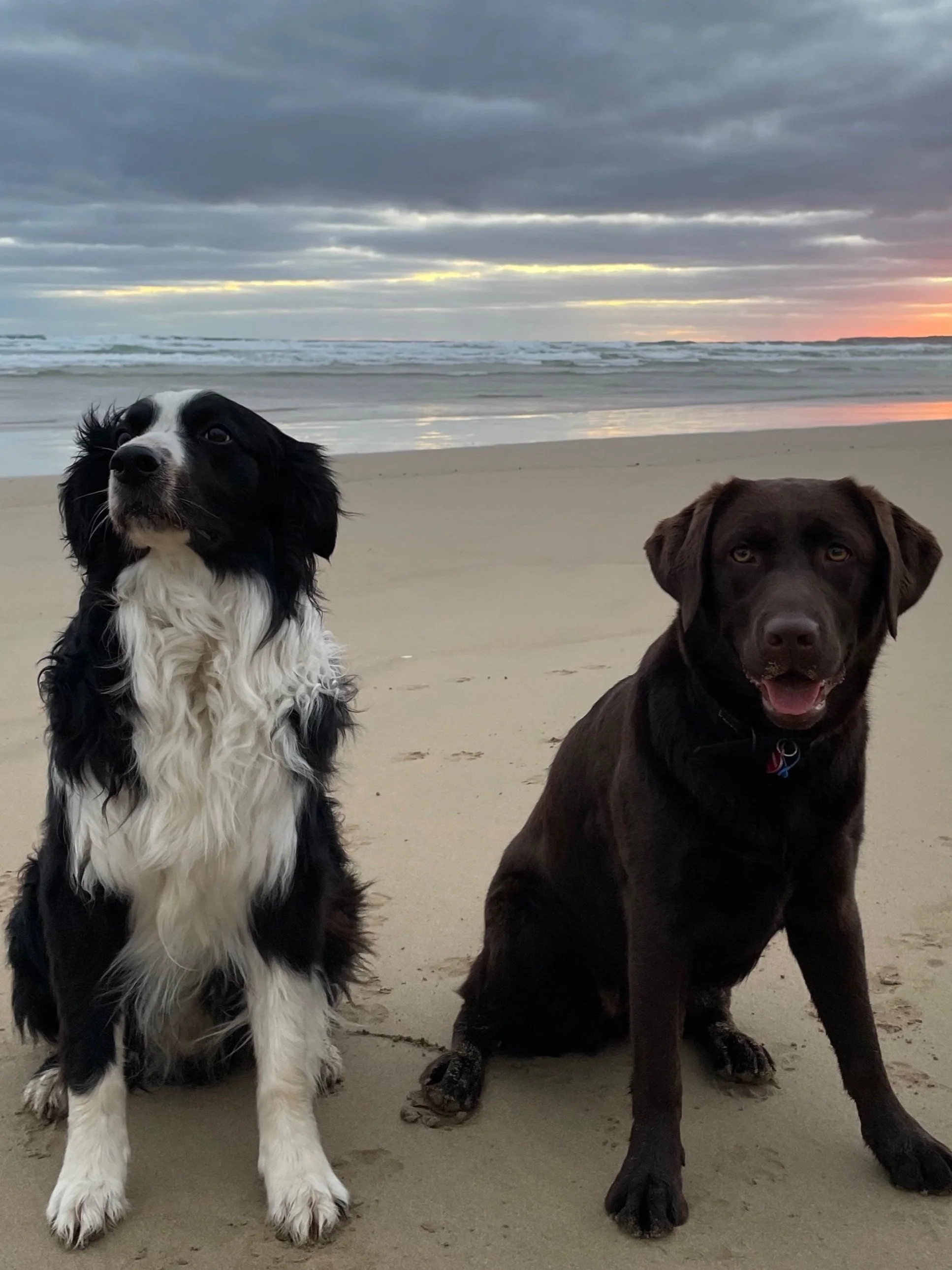 dog training Hurstbridge