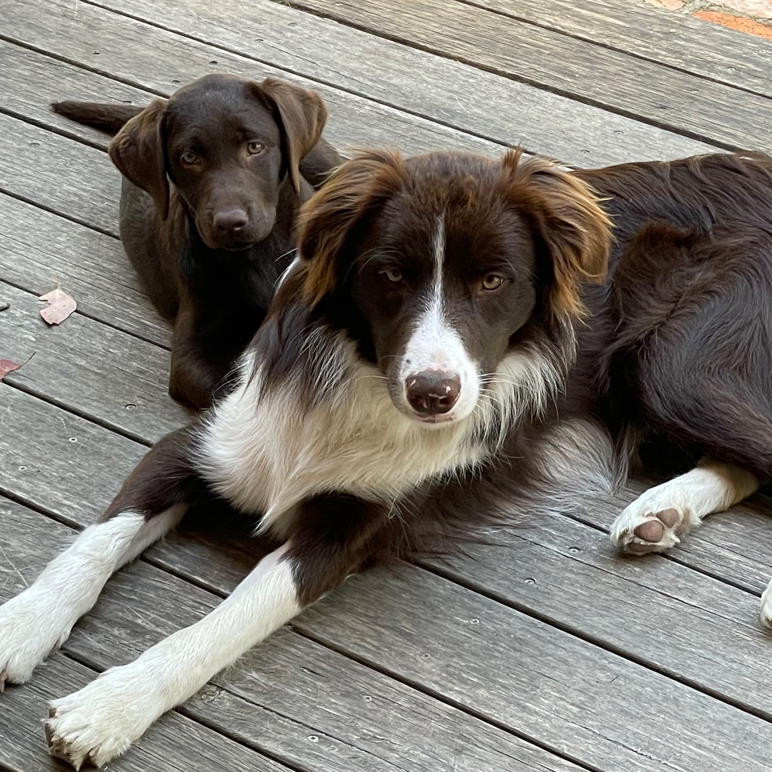 fear free puppy training