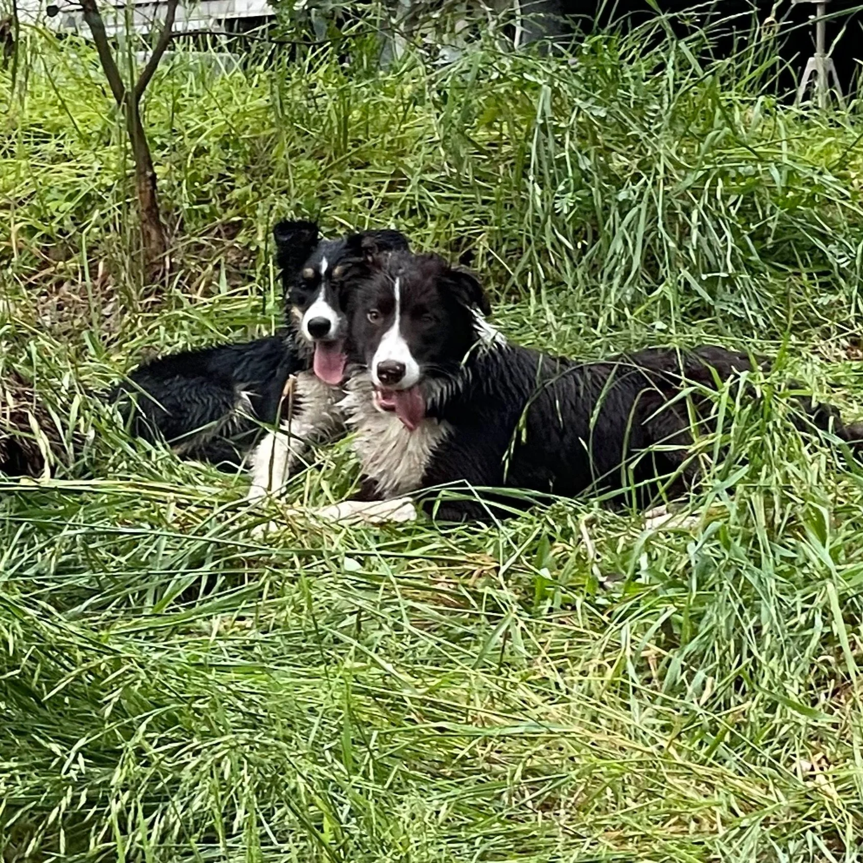 force free dog training