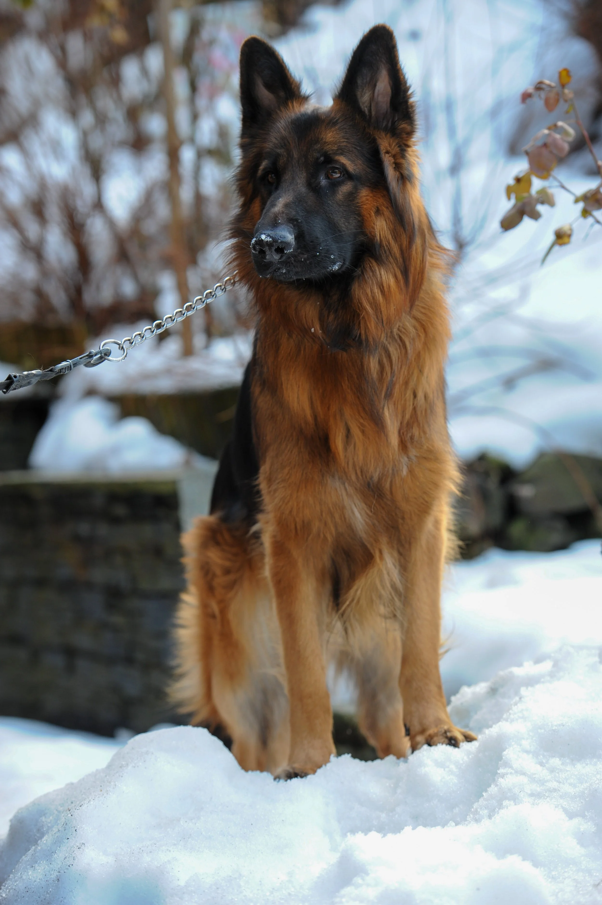 Berger allemand sur la neige, attaché avec une laisse, avec des arbres en arrière-plan.