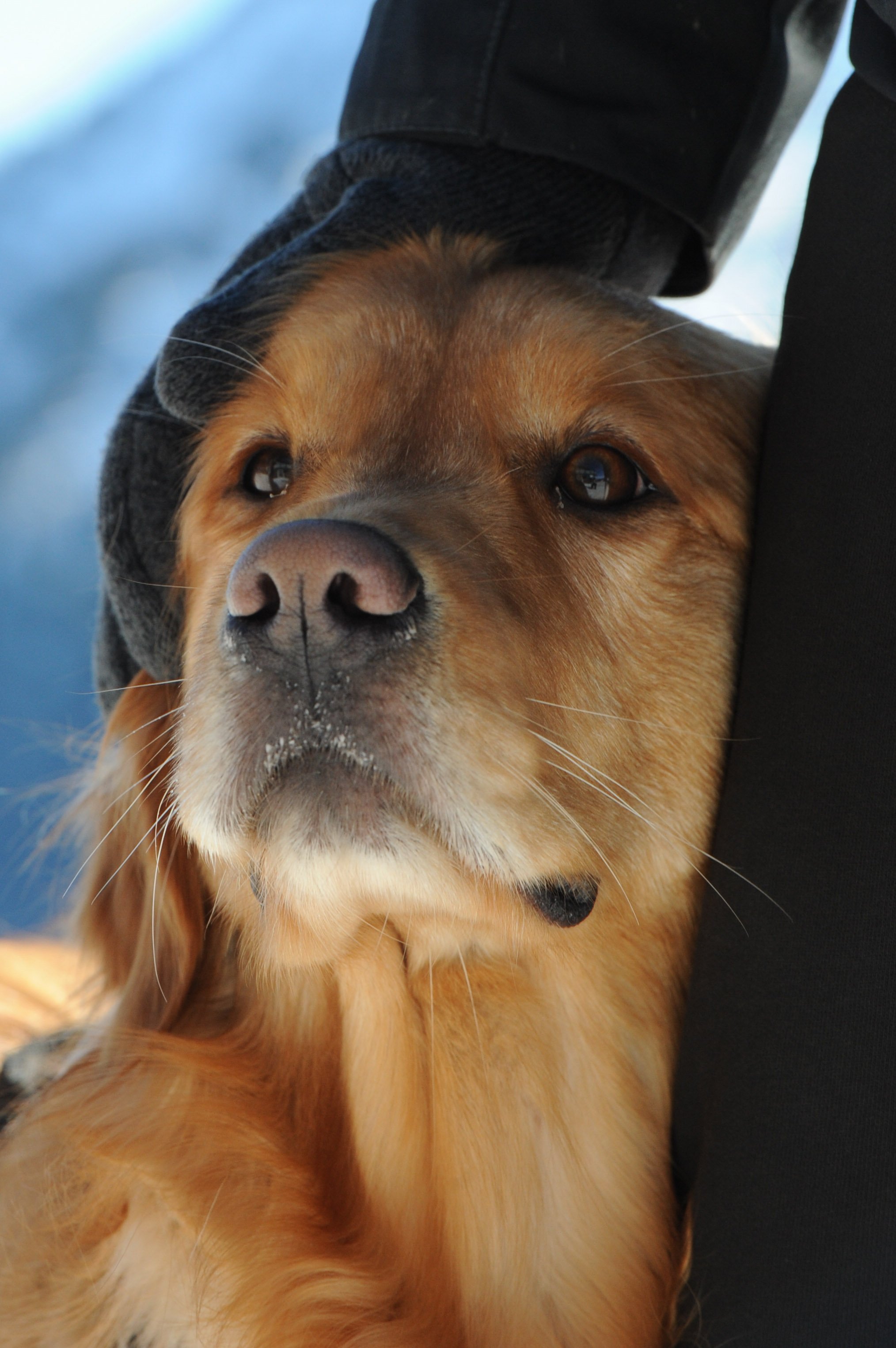 Chien au pelage doré, regardant en haut, reçu avec affection par une main gantée.
