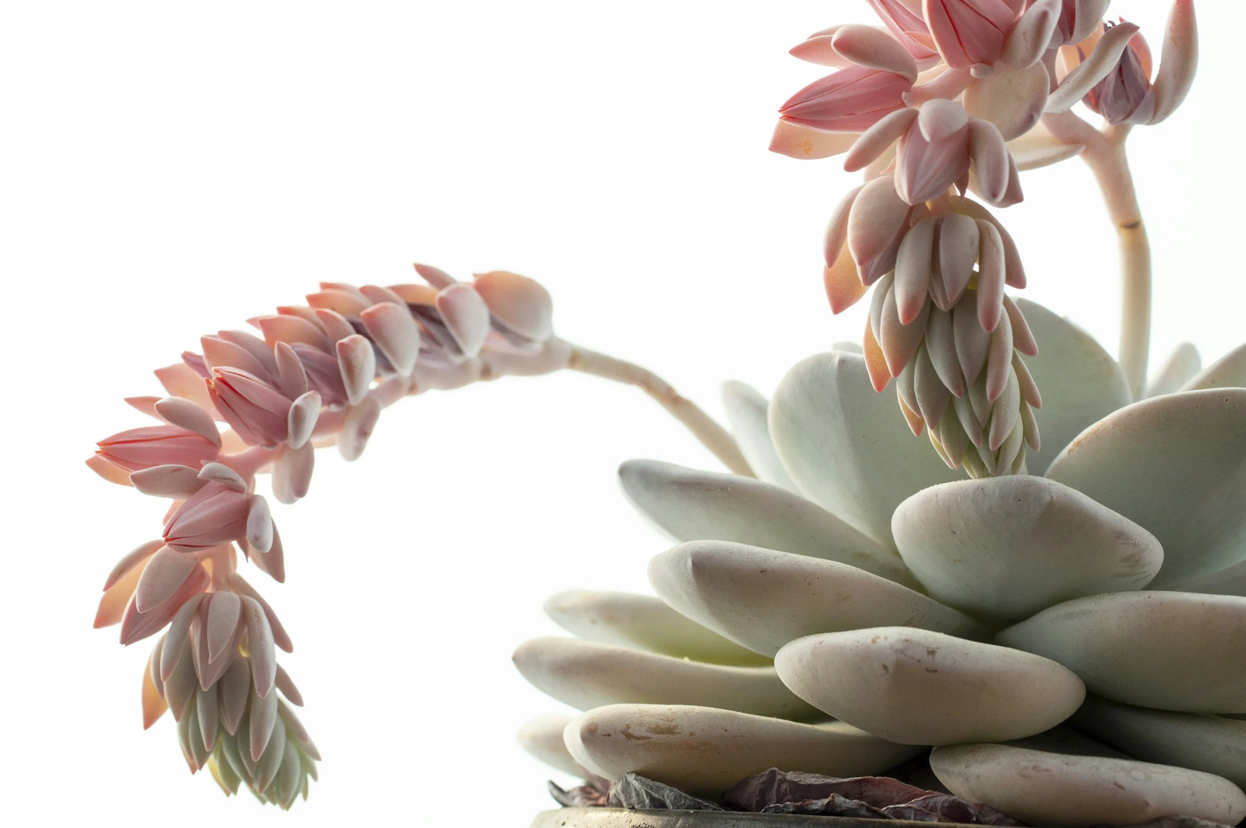 Close-up of a succulent plant with pale green, oval-shaped leaves and a tall flower stalk with pink, tubular flowers.