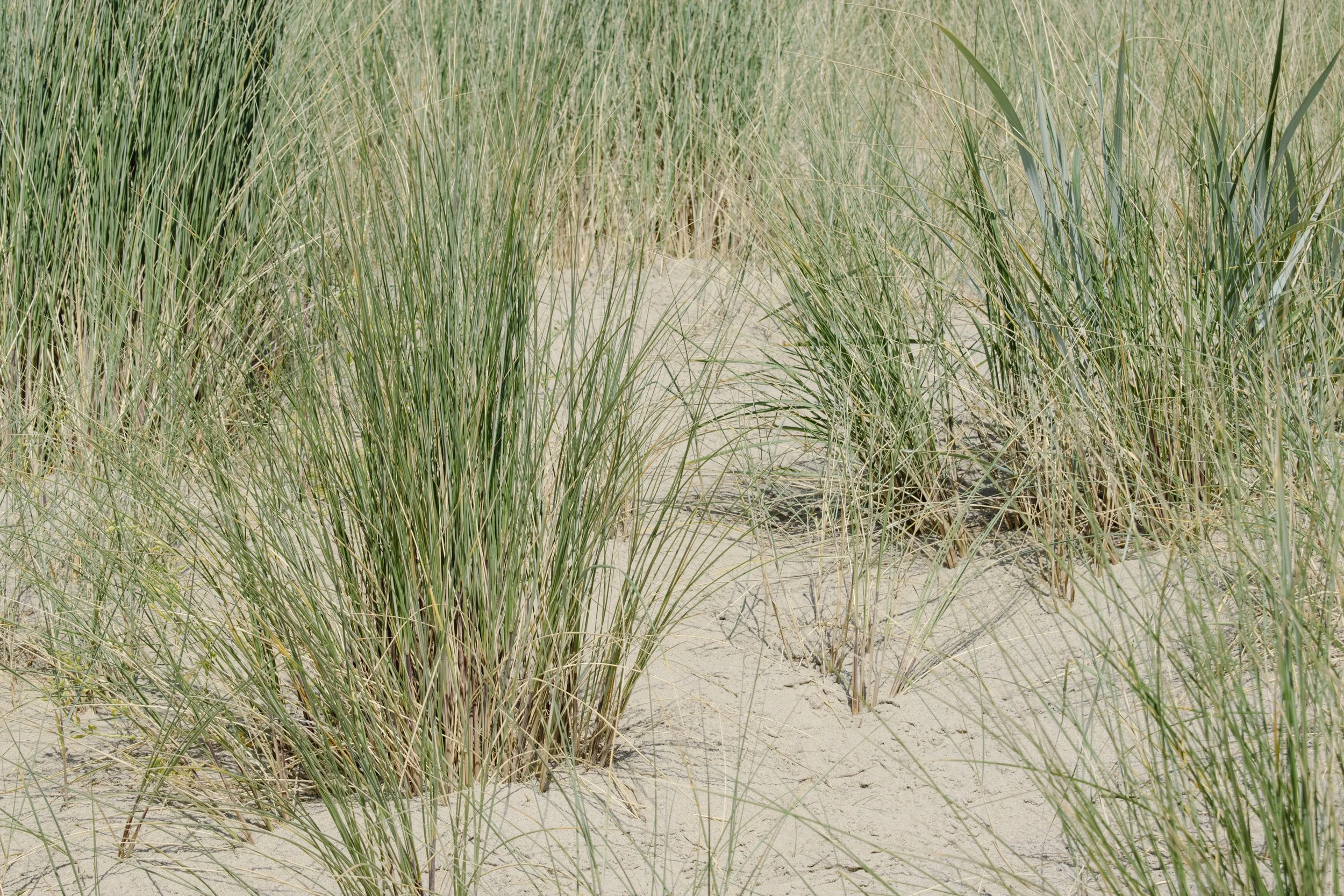 Field note — VerBergen (2026)