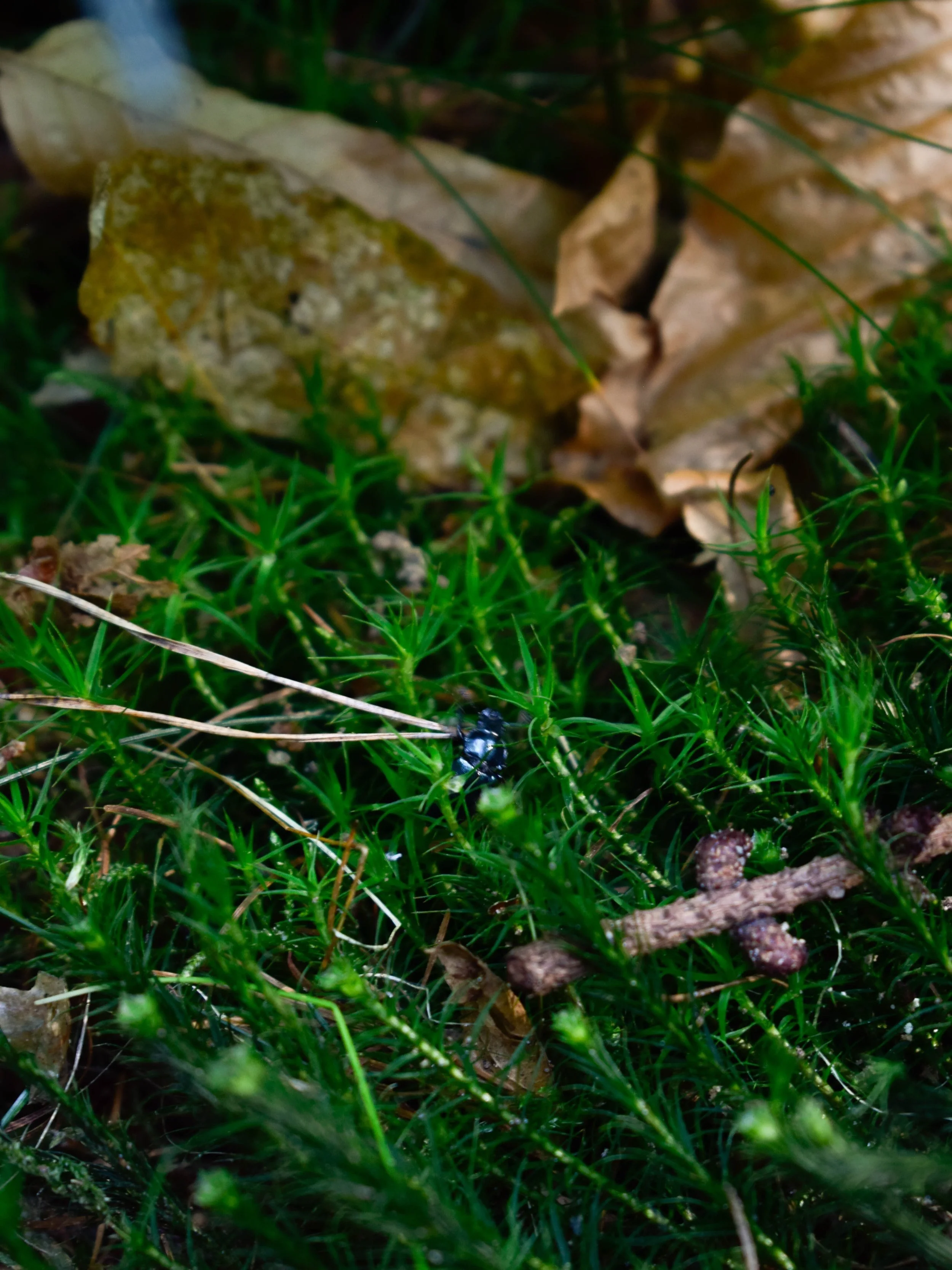 _DSC0034.jpg
