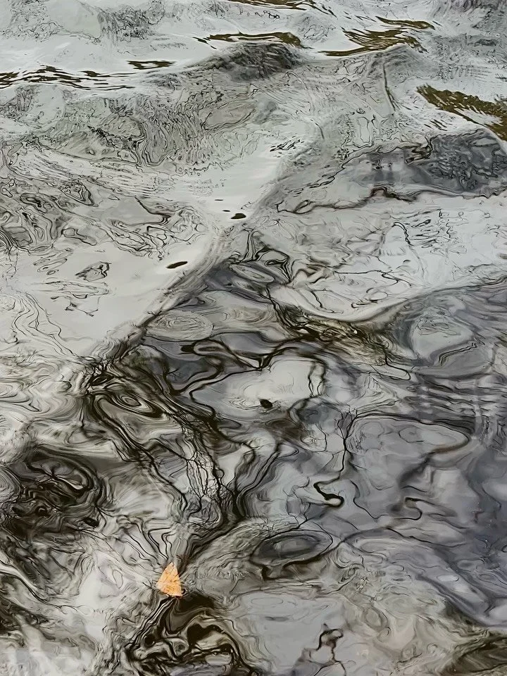 Today we came together for the very first gathering to admire, exchange ideas, and discuss the upcoming exposition celebrating 450 years of the protected Haagse Bos 🌳✨ @bosdatvanzichzelfis 

Grateful to be part of this process and excited for what&r