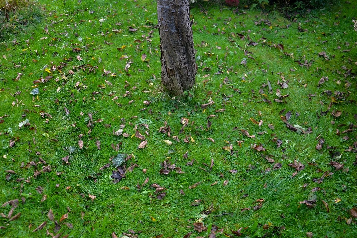 Some of the experiments I did for a new research project called Tsuba.

Inspired by the idea of giving rights to nature without losing our connection to it, I created an ongoing series called Tsuba. With these tsubas, you&rsquo;re not only protecting