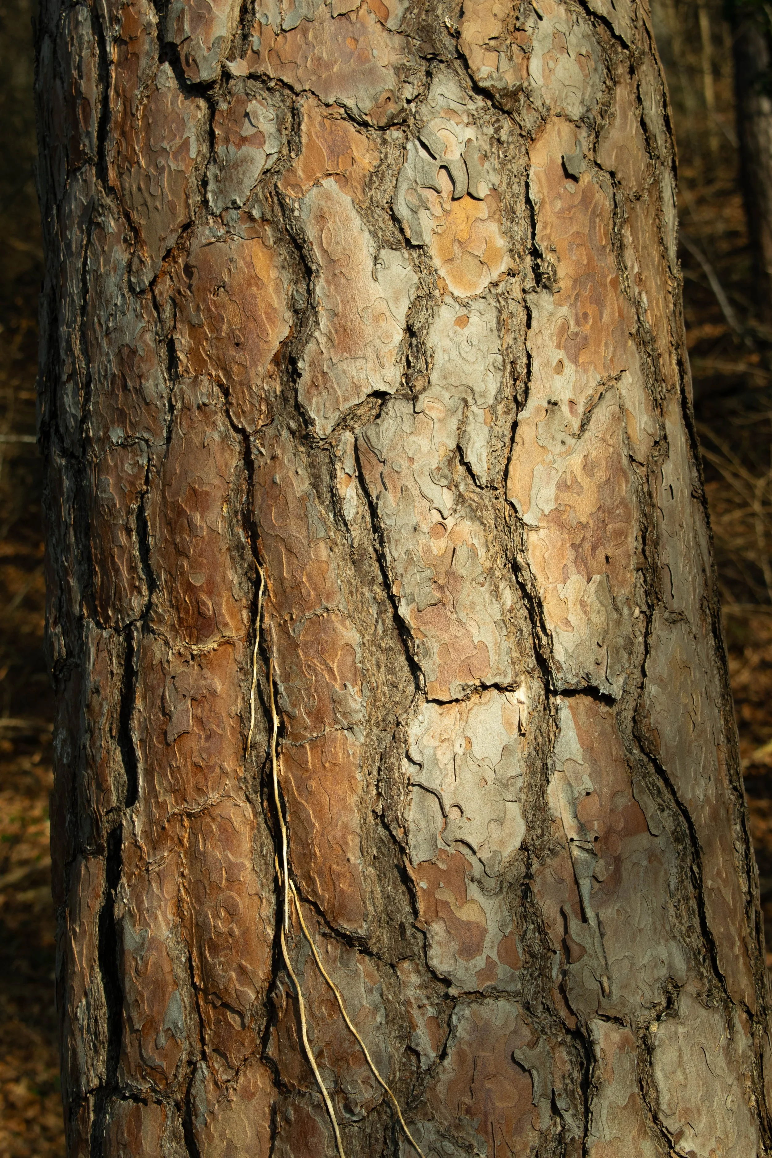 _DSC0050.jpg
