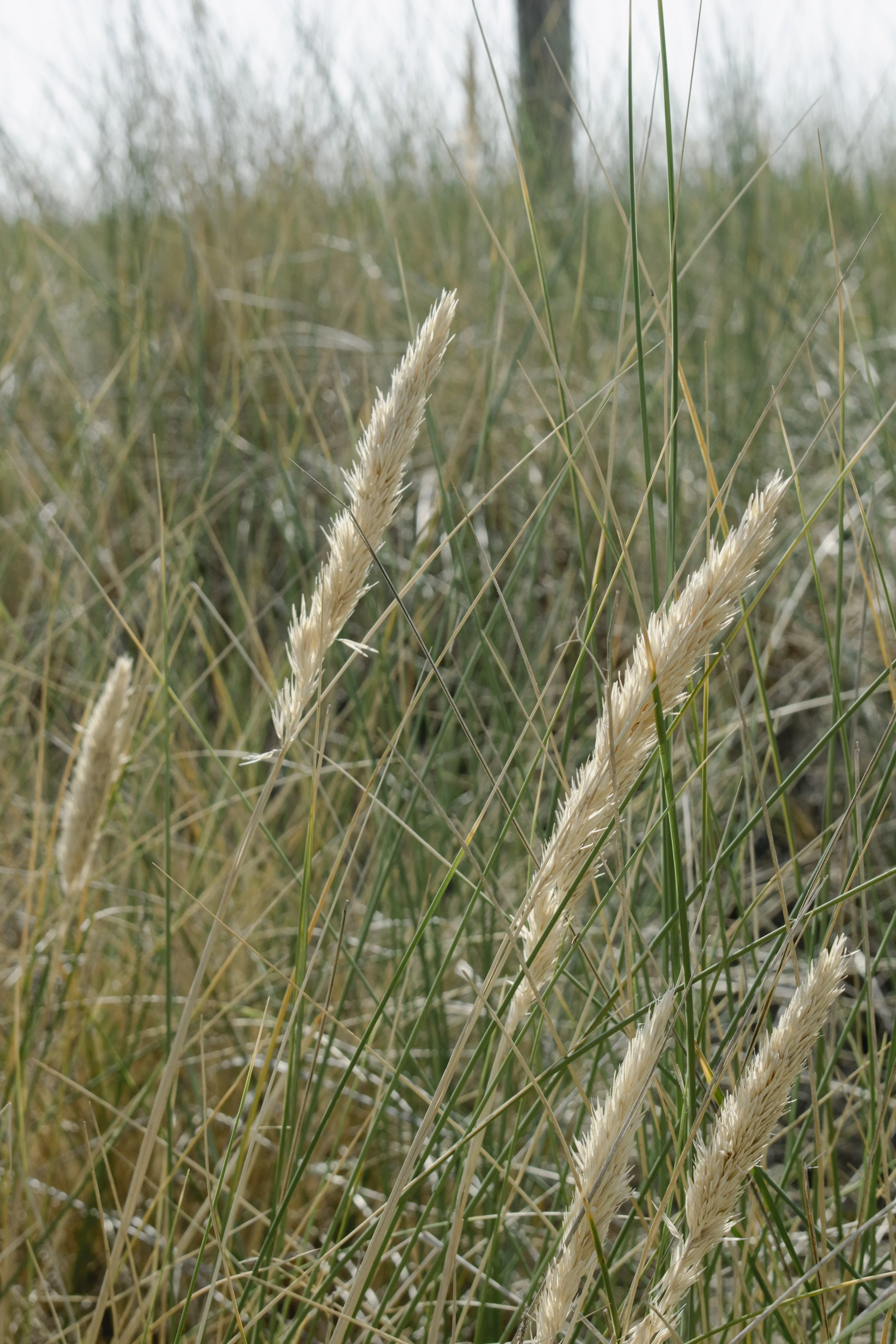Field note — VerBergen (2026)