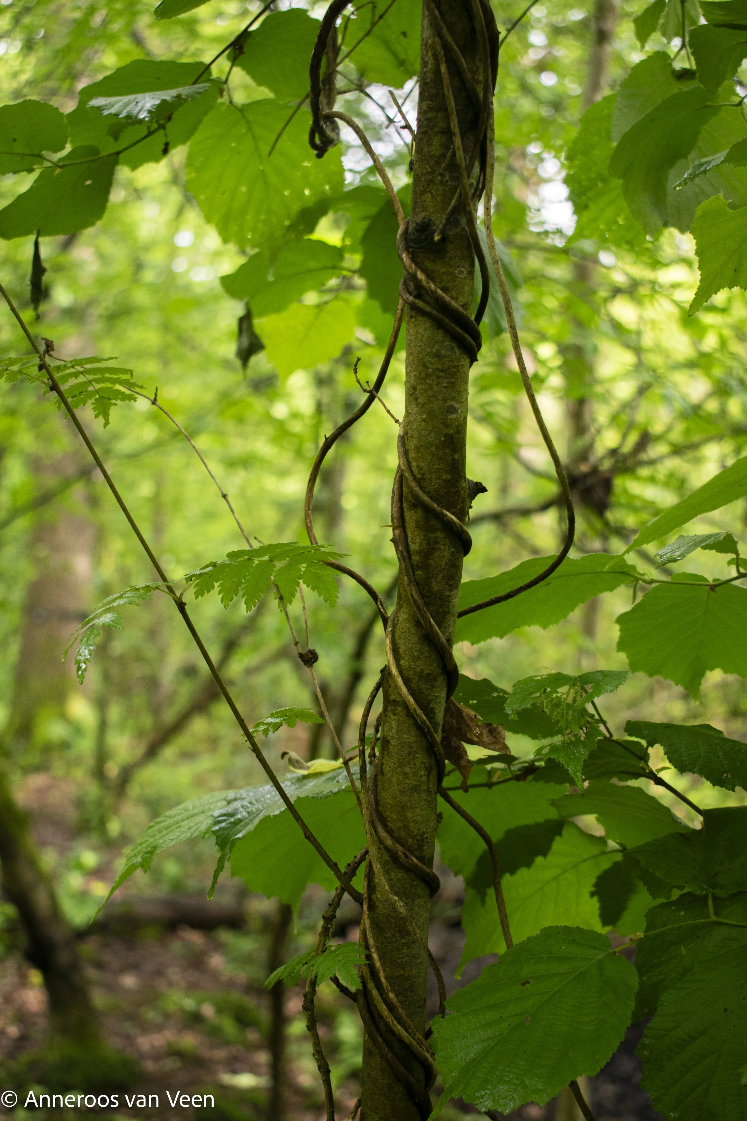 _DSC0178.jpg
