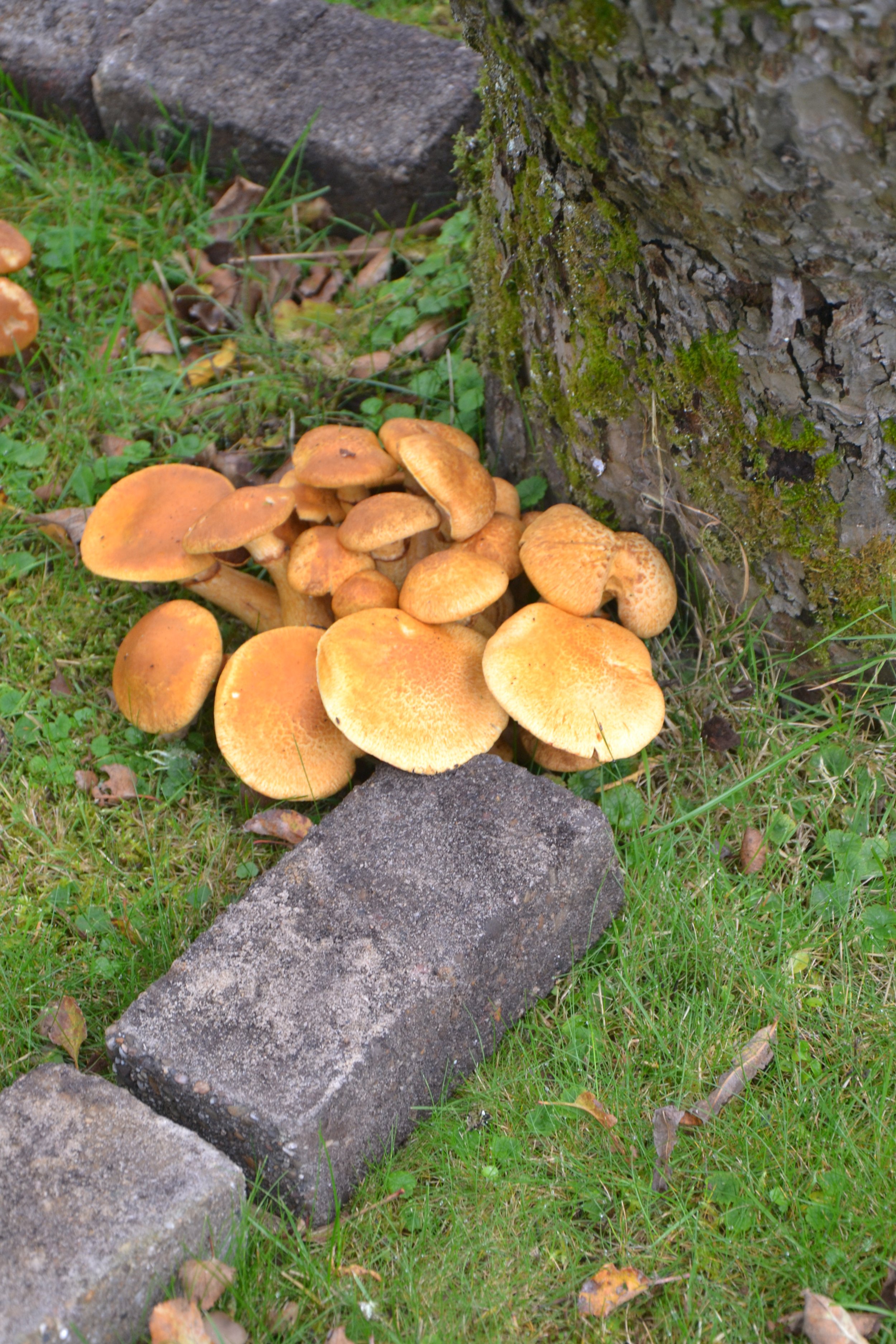 DSC_0043.JPG