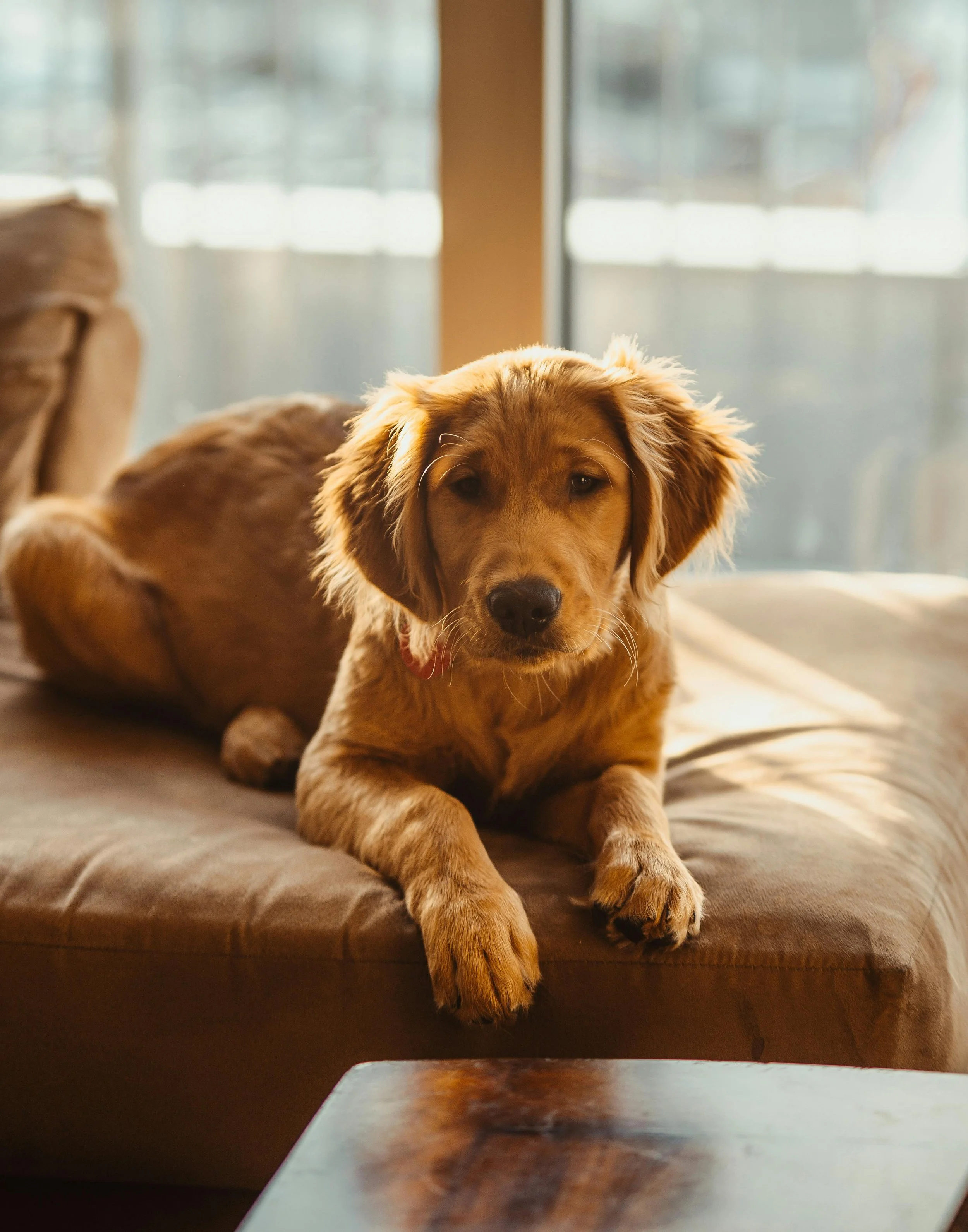 Un chiot golden retriever allongé sur un canapé en intérieur, avec une lumière naturelle venant d'une fenêtre derrière lui.