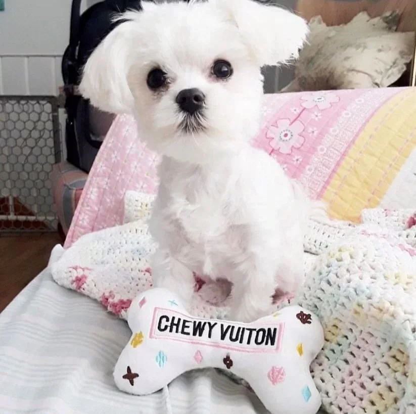 A small white puppy with black eyes and a black nose sitting on a bed with a pink floral quilt. The puppy is positioned behind a colorful plush chew toy with the words "CHEWY VUITON" written on it.