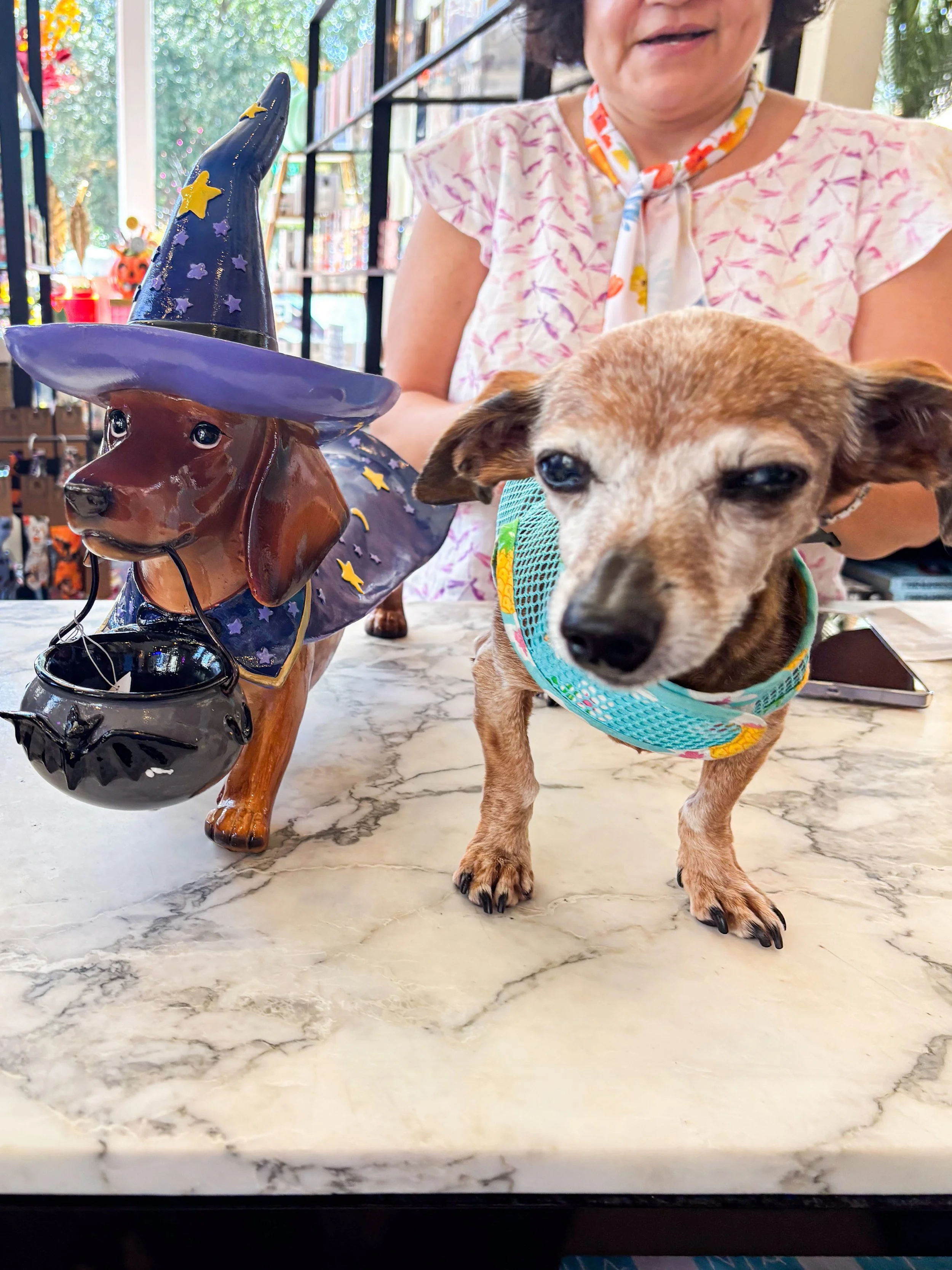 We love our paw-some visitors! 🐾💜This cute customer was stealing hearts at Luna and She even brought home a stylish new bandana and a spooky trick-or-treat assistant! ✨🎃 

#lunahomeandgifts #spookyseason #pawfriends #galveston