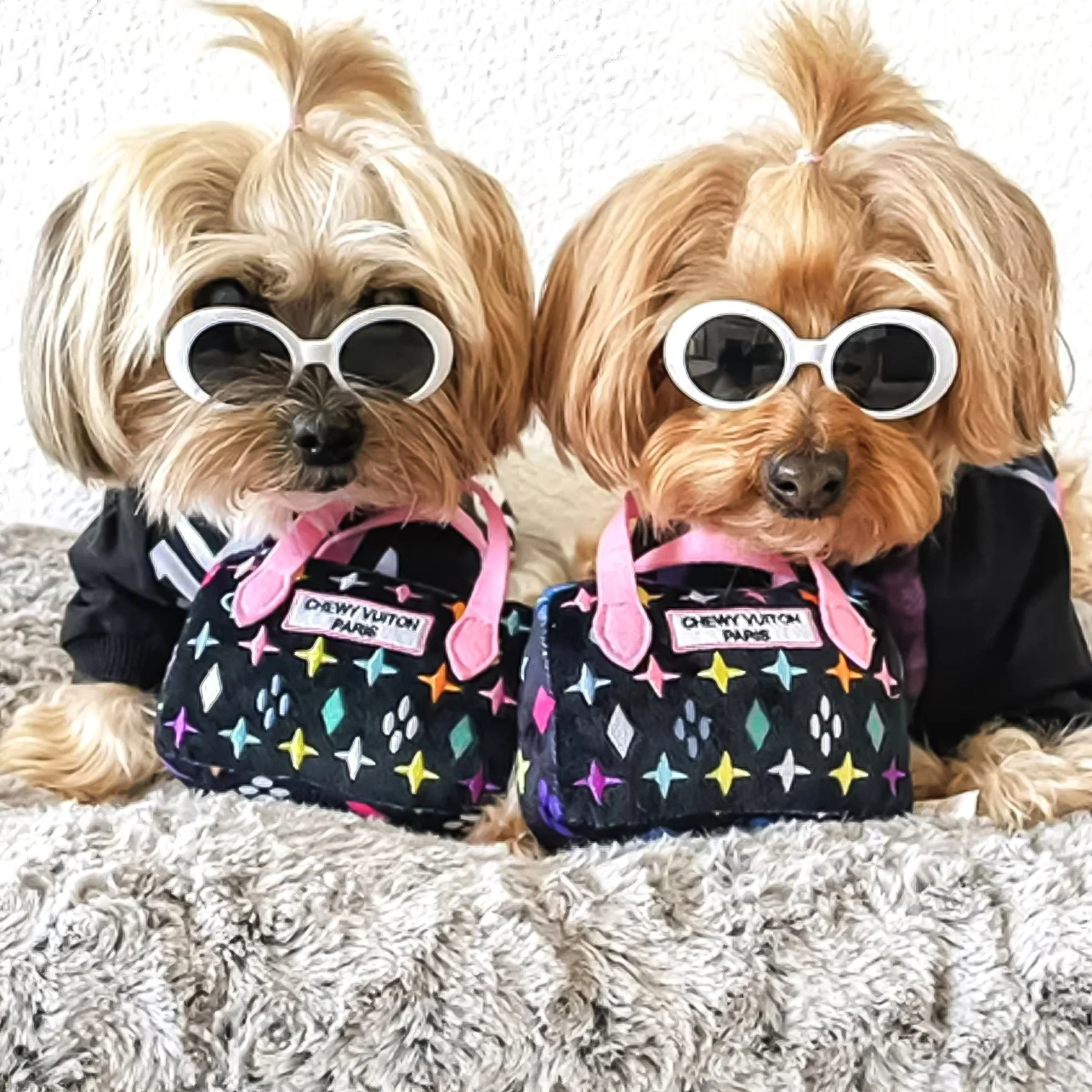 Two dogs wearing colorful star-patterned bags with pink straps, sunglasses, and black clothing, sitting on a plush grey blanket.