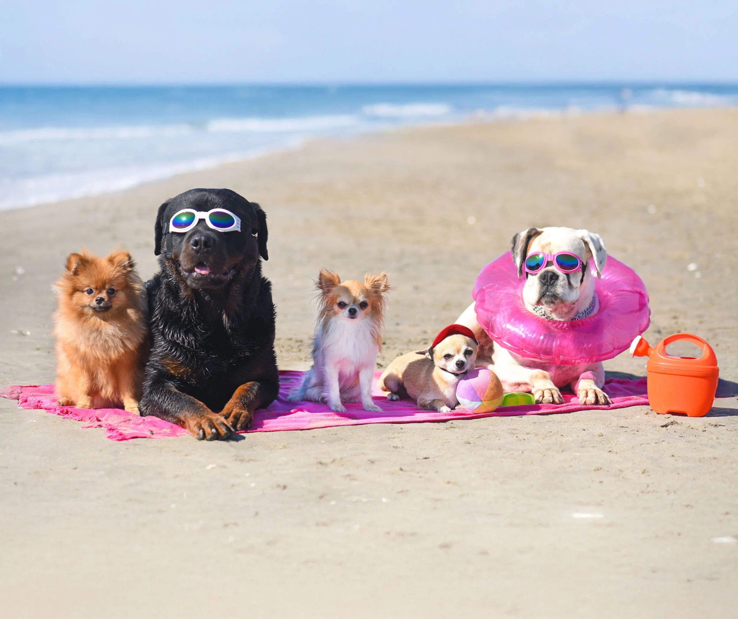 Group of six dogs on a beach, some wearing sunglasses and floaties, with sand and ocean in the background.