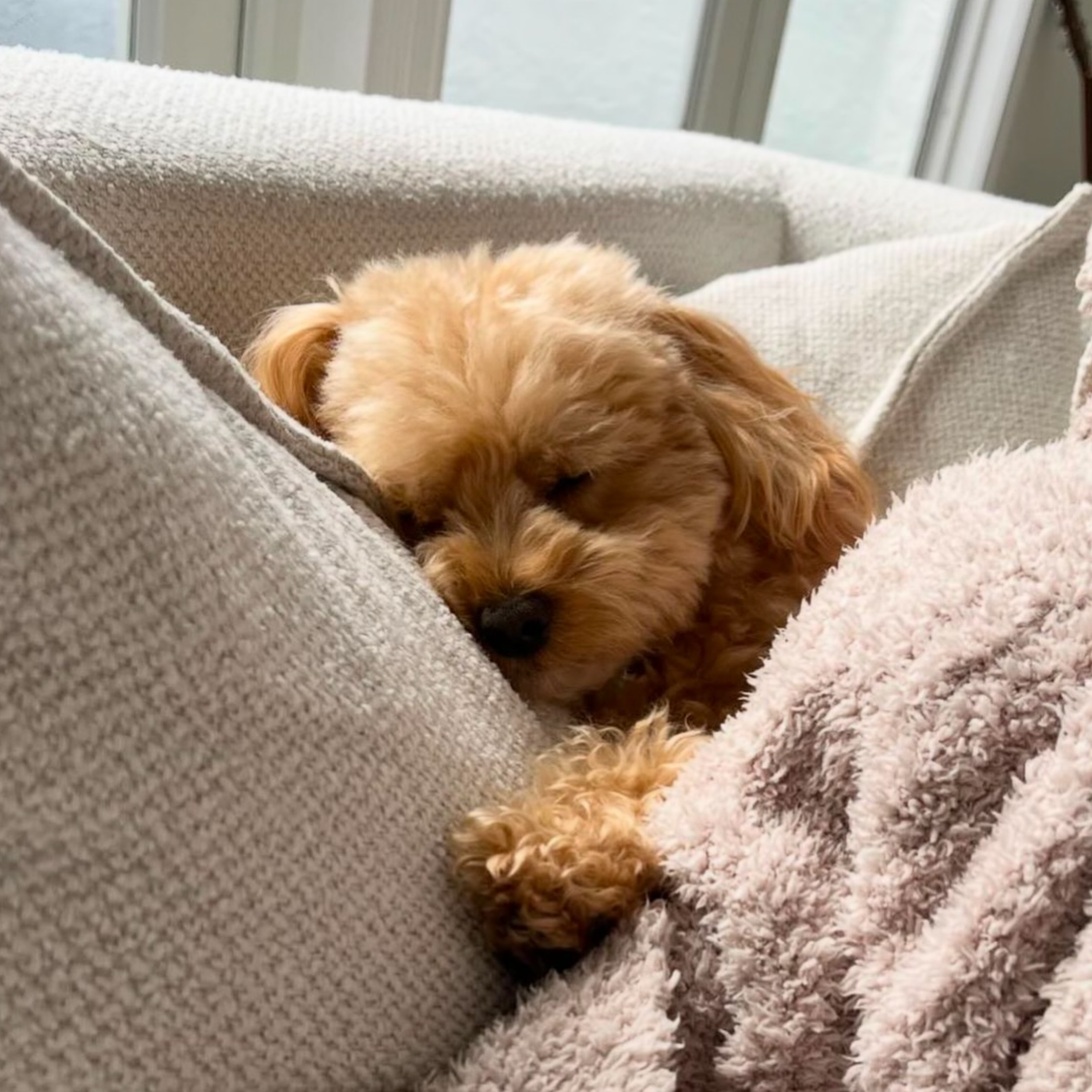 A golden-colored puppy is sleeping on a soft pink blanket and resting its head on a light-colored couch cushion.