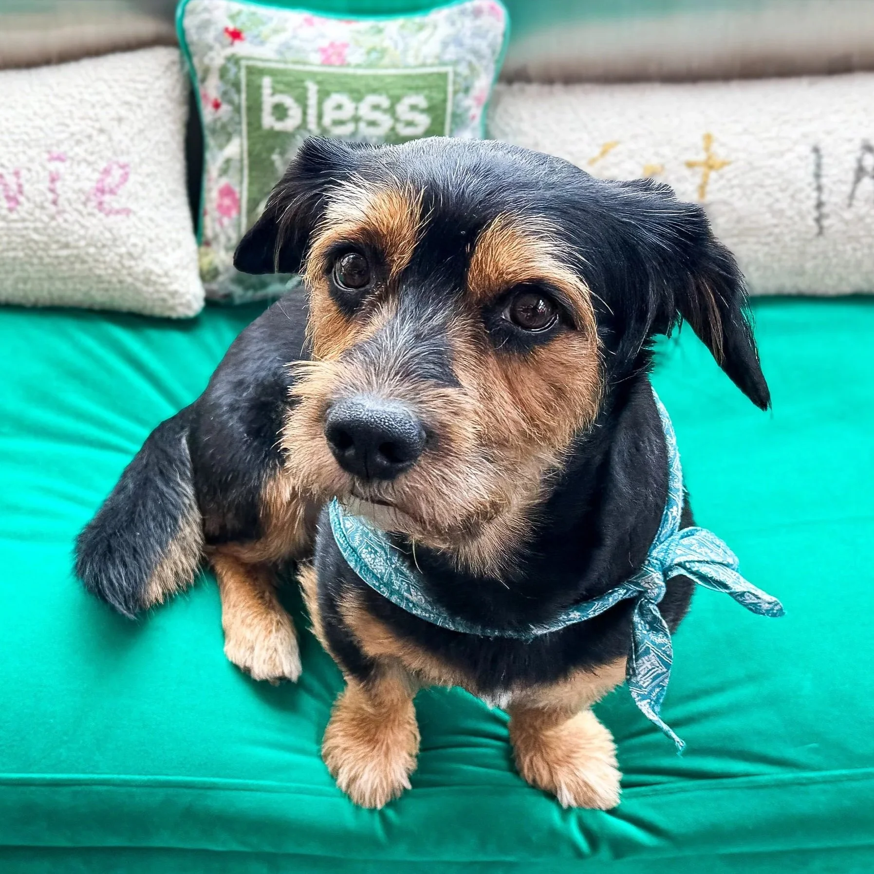 A small black and brown dog with a blue bandana sitting on a green cushion, with decorative pillows in the background.