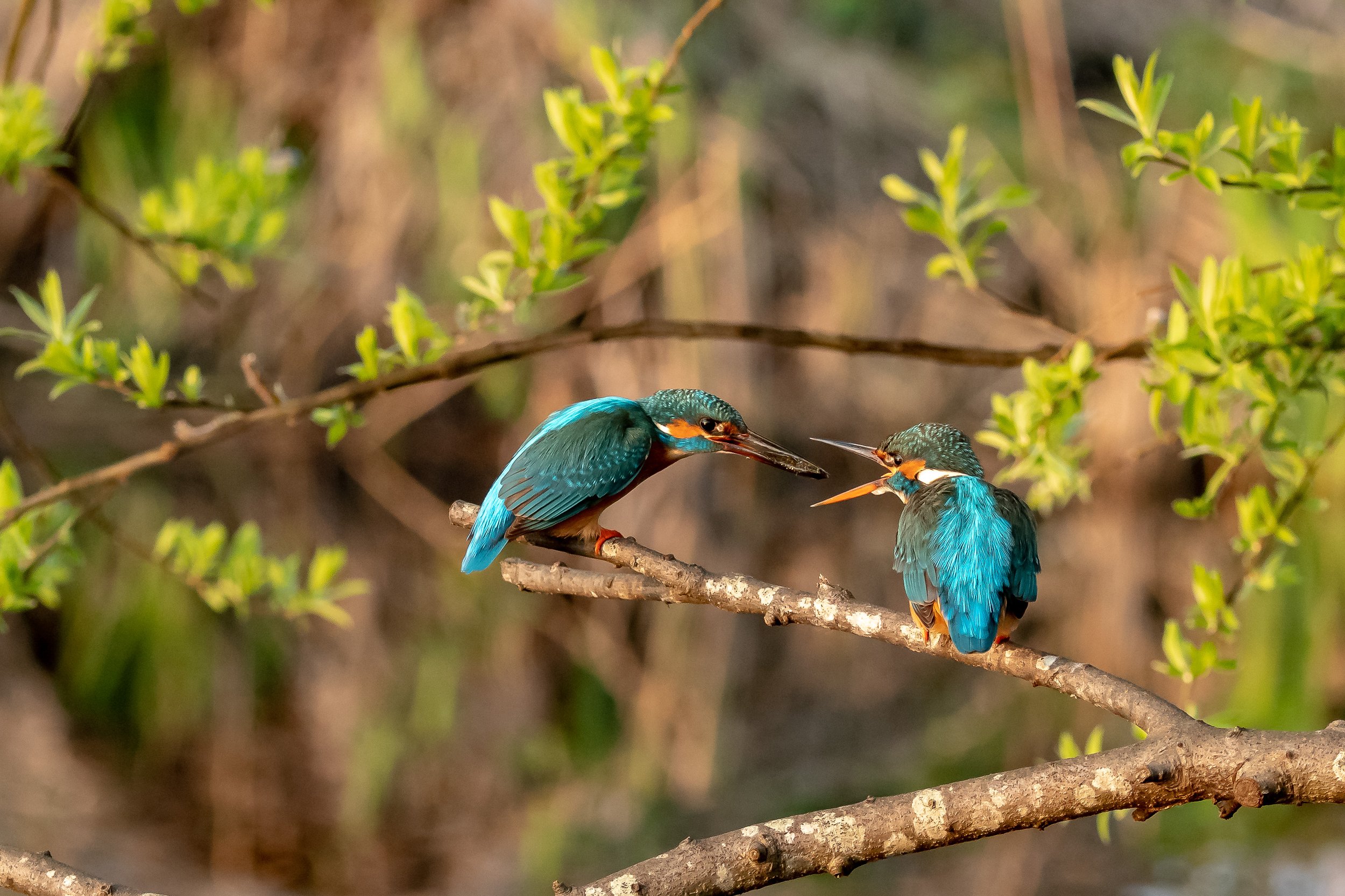 Twee ijsvogels op een tak in een groene omgeving.