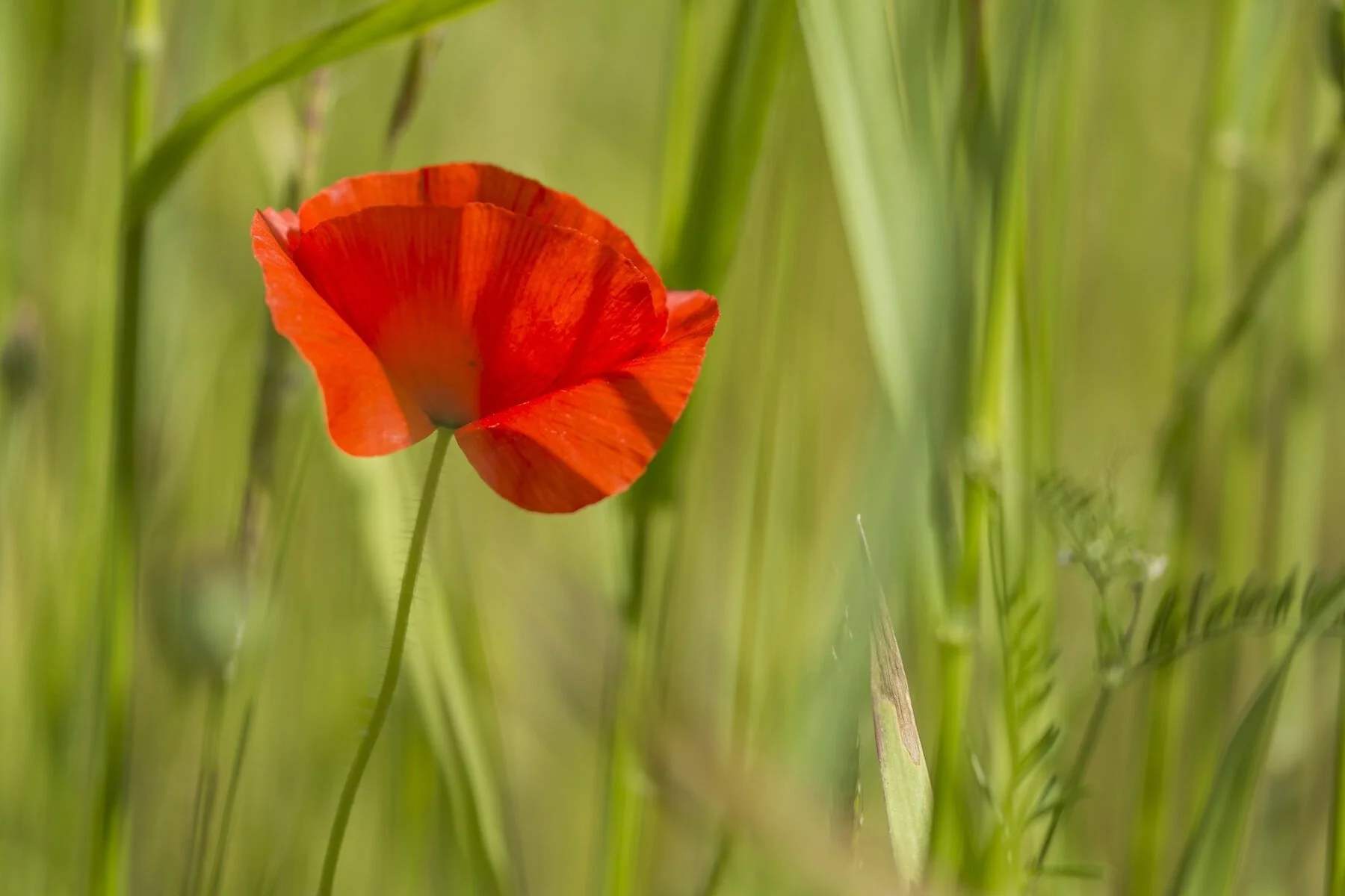 Een klaproos in het veld gefotografeerd door Caroline Wirtz