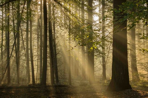 Zonneharpen gefotografeerd in het Speulderbos door Caroline Wirtz