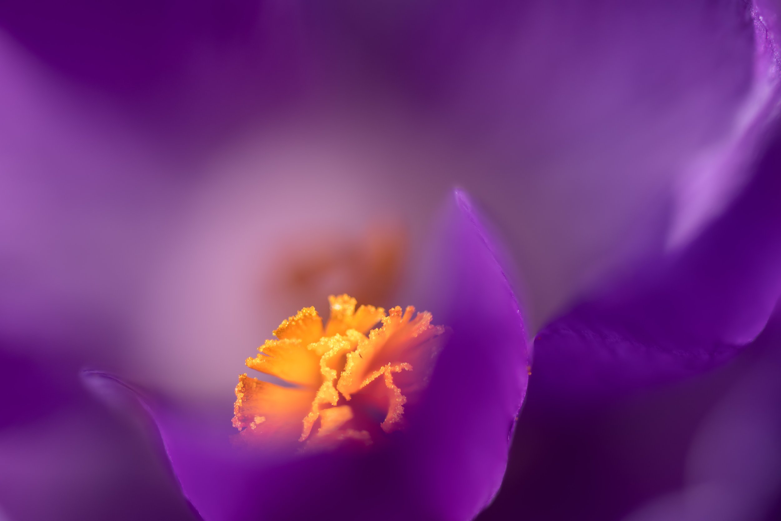 Macro-opname van een paarse krokusbloem met gele meeldraden.